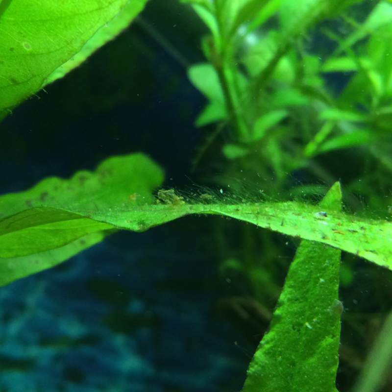 Algen an den pflanzen und manche sind braun? (Aquarium, Aquaristik) Algen an den pflanzen und manche sind braun? (Aquarium, Aquaristik)