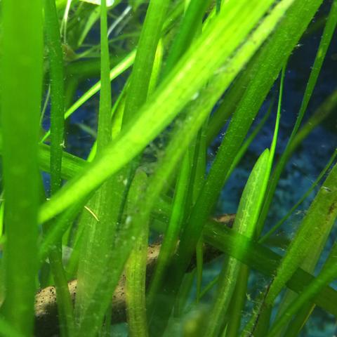 Algen an den pflanzen und manche sind braun? (Aquarium, Aquaristik)