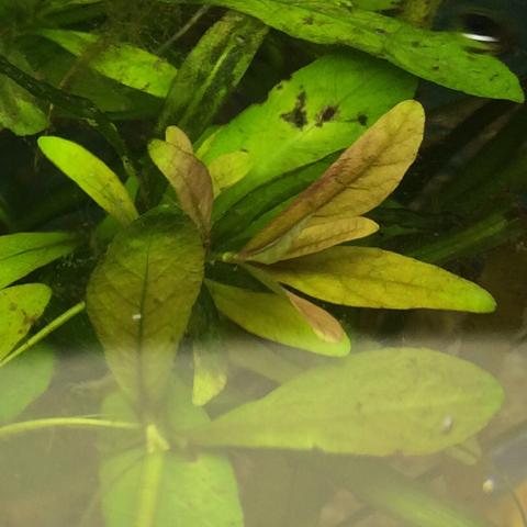 Algen an den pflanzen und manche sind braun? (Aquarium, Aquaristik)