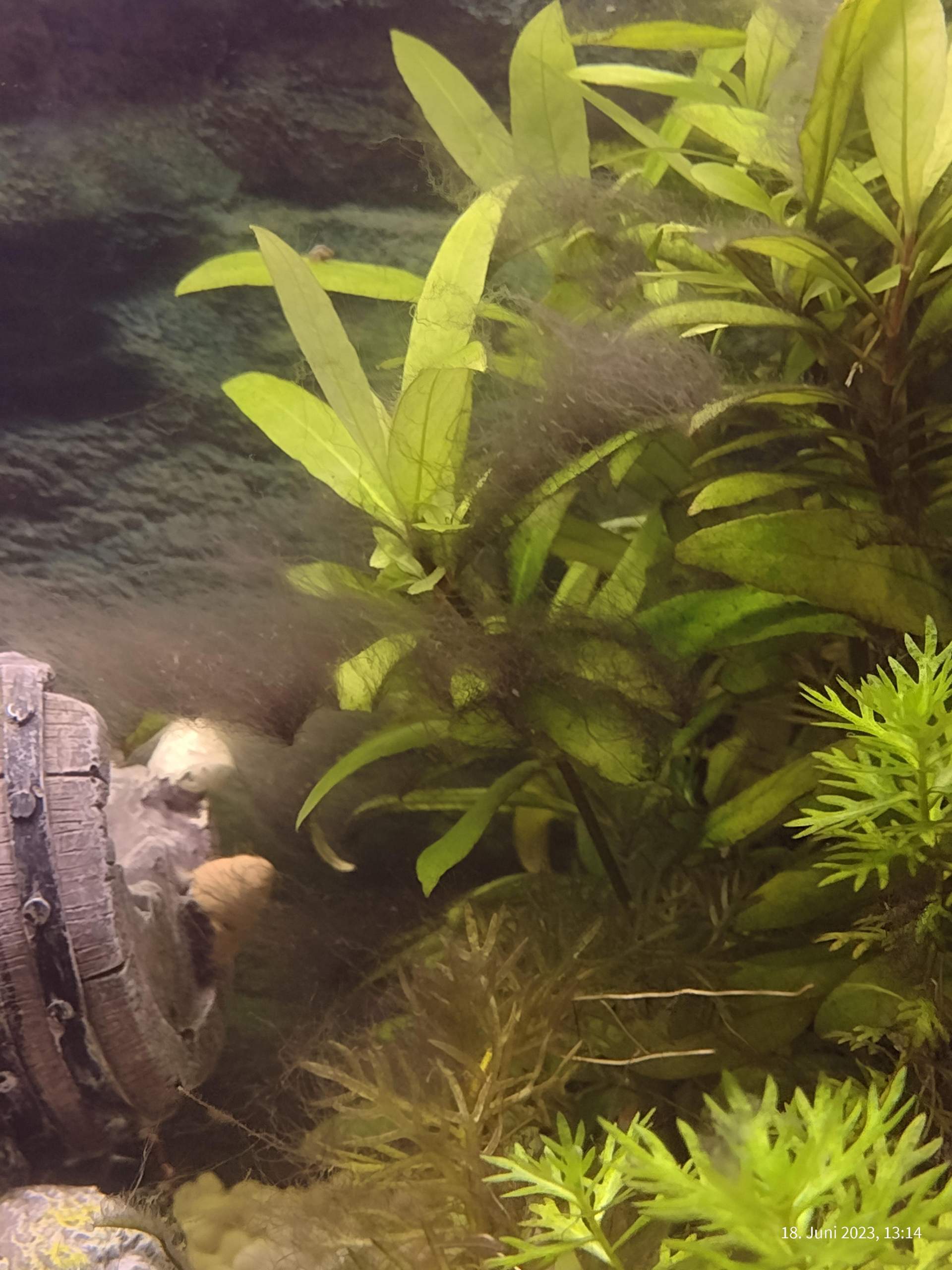 Tabak Blätter Nano Catappa Leaves Seemandelbaumblätter Kaufen Bei Tabakblätter Rohtabak 1kg - Foto 6