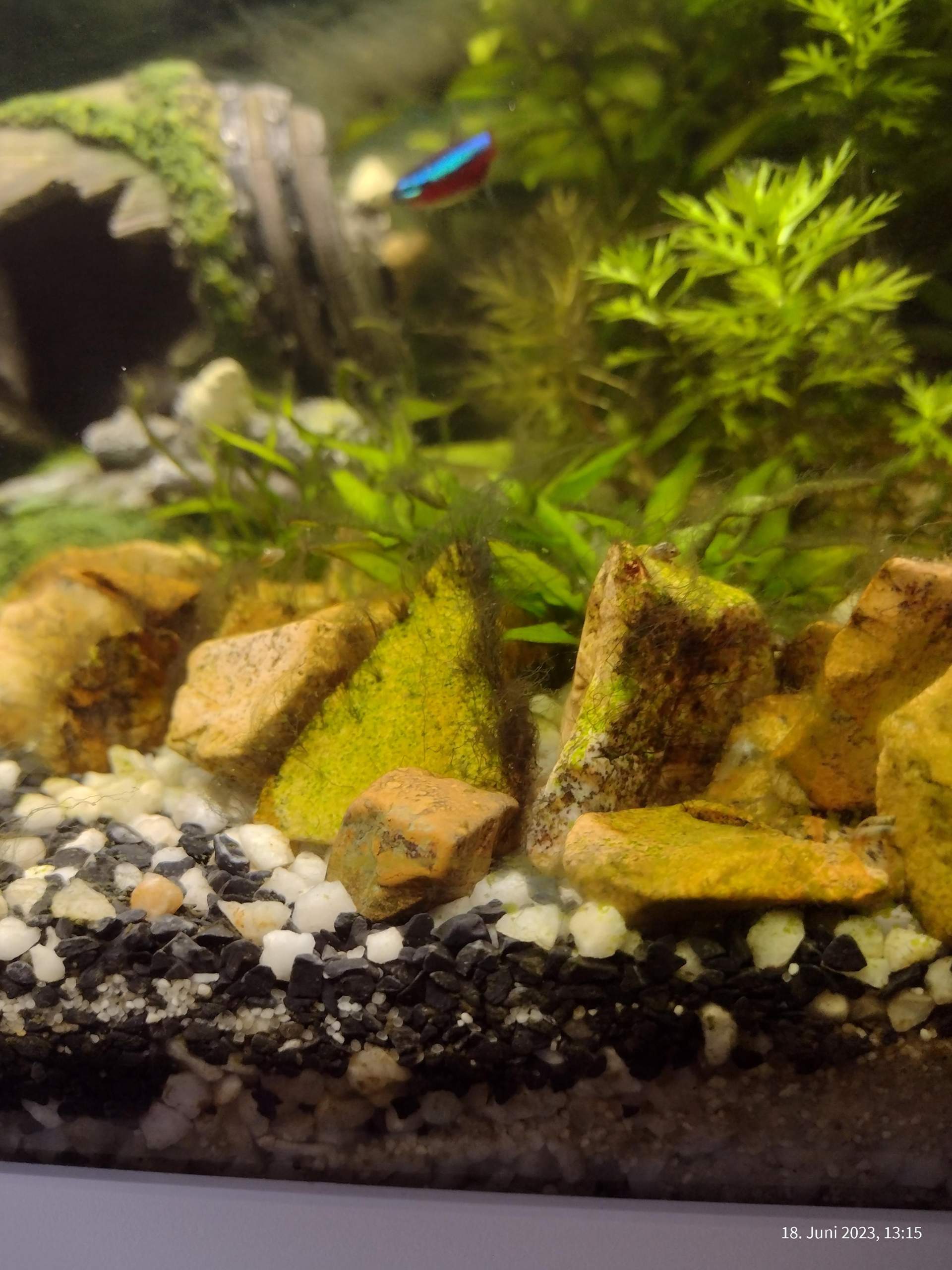 bestes mittel gegen algen im aquarium