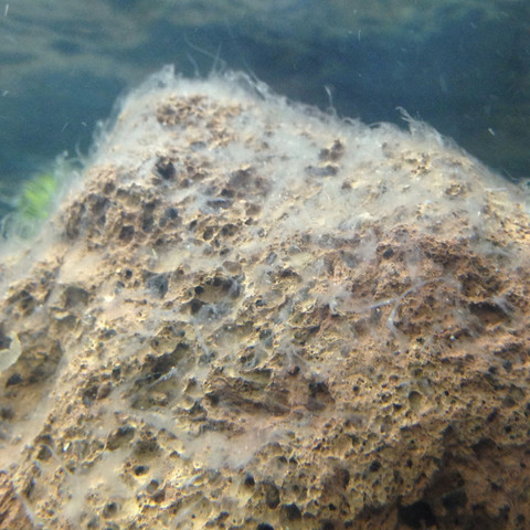 Algen im Aquarium was soll ich tun? (Pflanzen, Aquaristik)