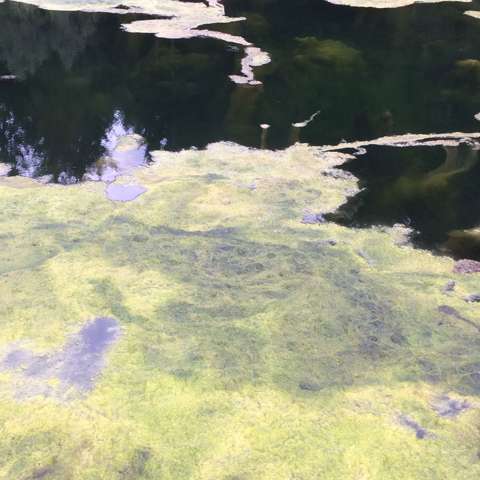 Algen - (Biologie, Wasser, Natur)