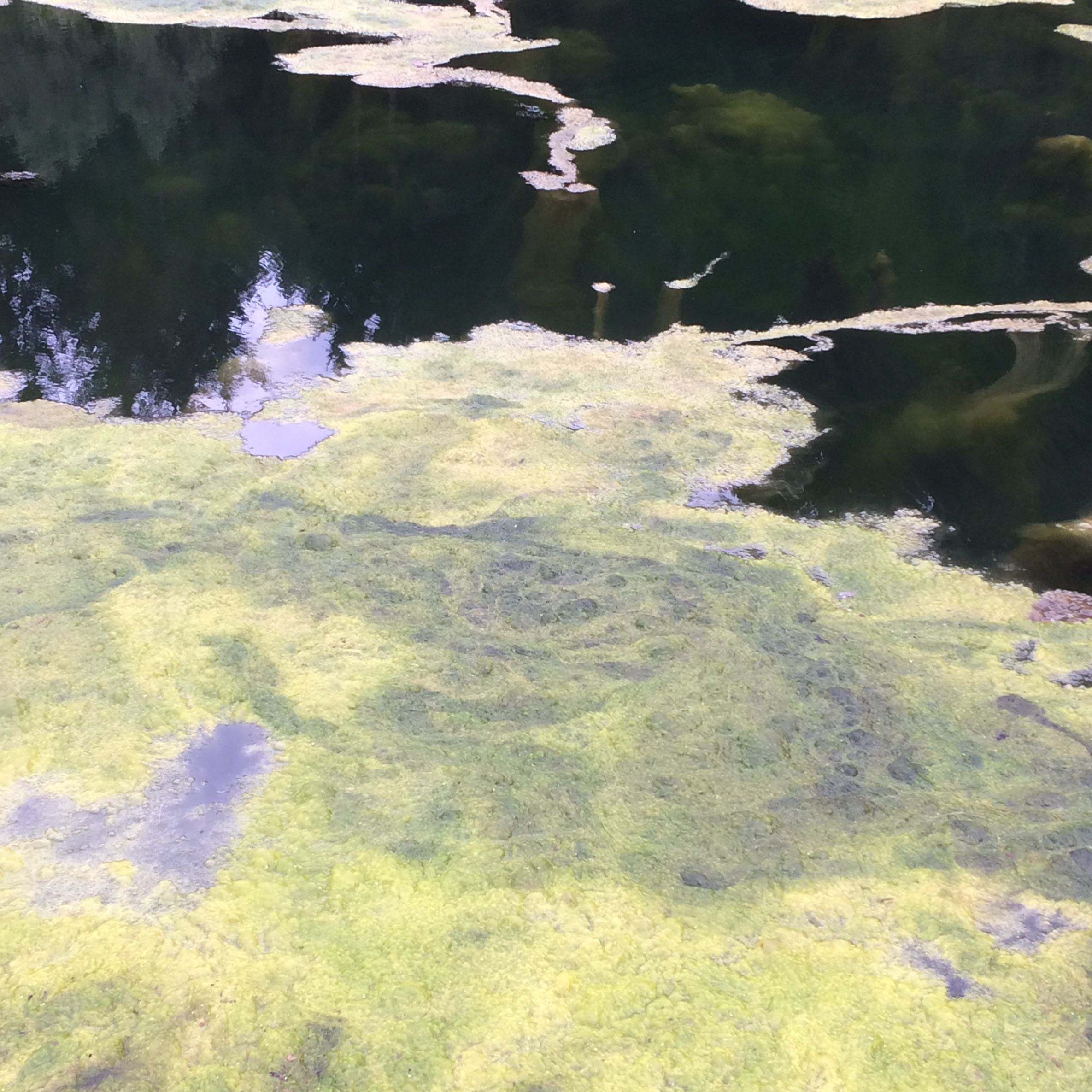 Algen im Teich loswerden? (Biologie, Wasser, Natur)