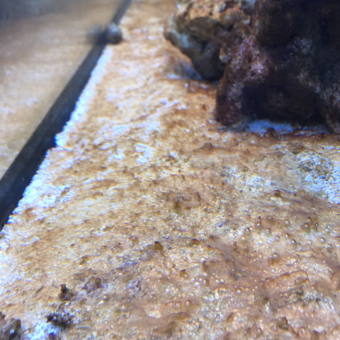 Algen in der Einlauf Phase? (Gesundheit und Medizin, Fische, Aquarium)
