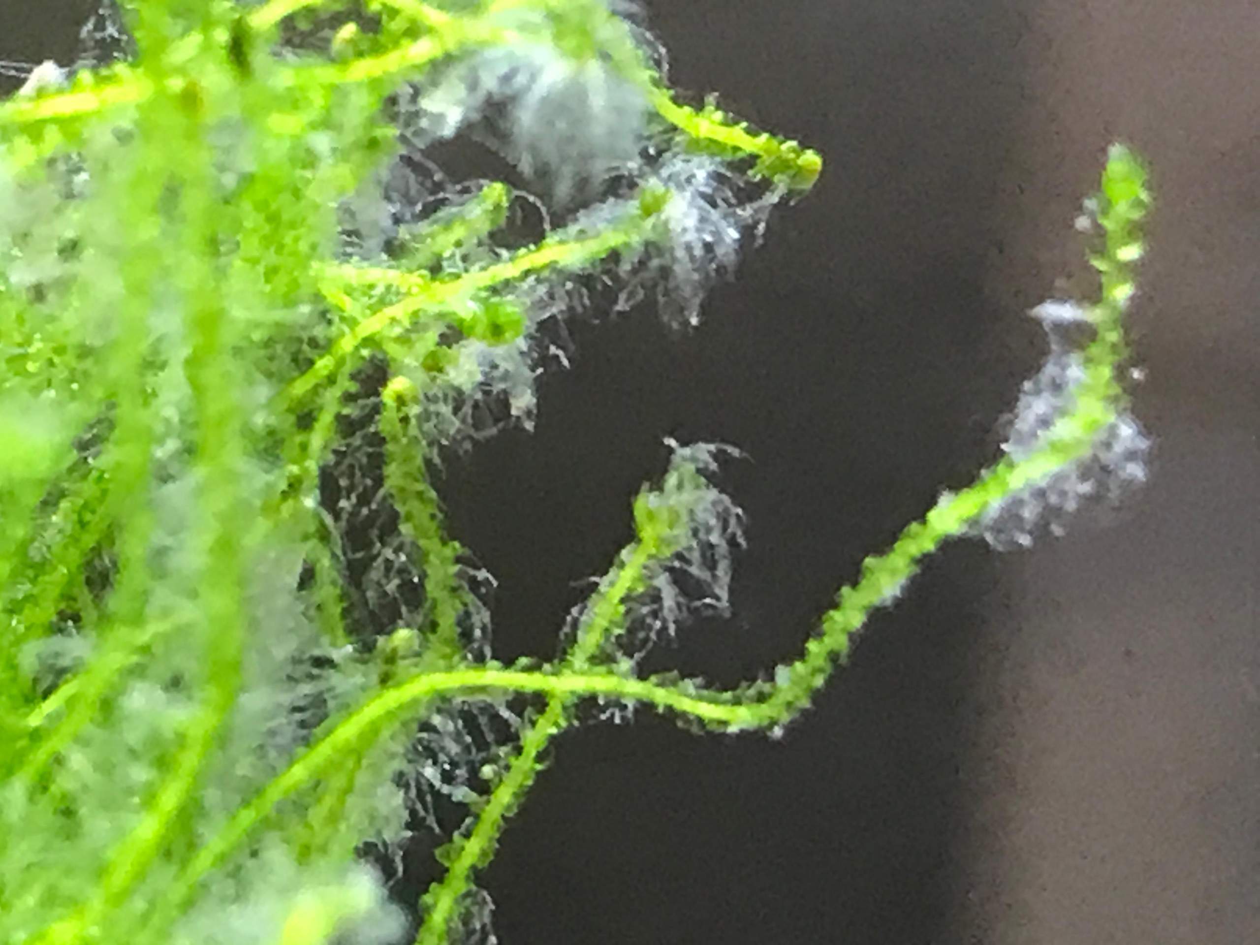 Algen oder Bakterienrasen im Aquarium? (Aquaristik, Garnelen
