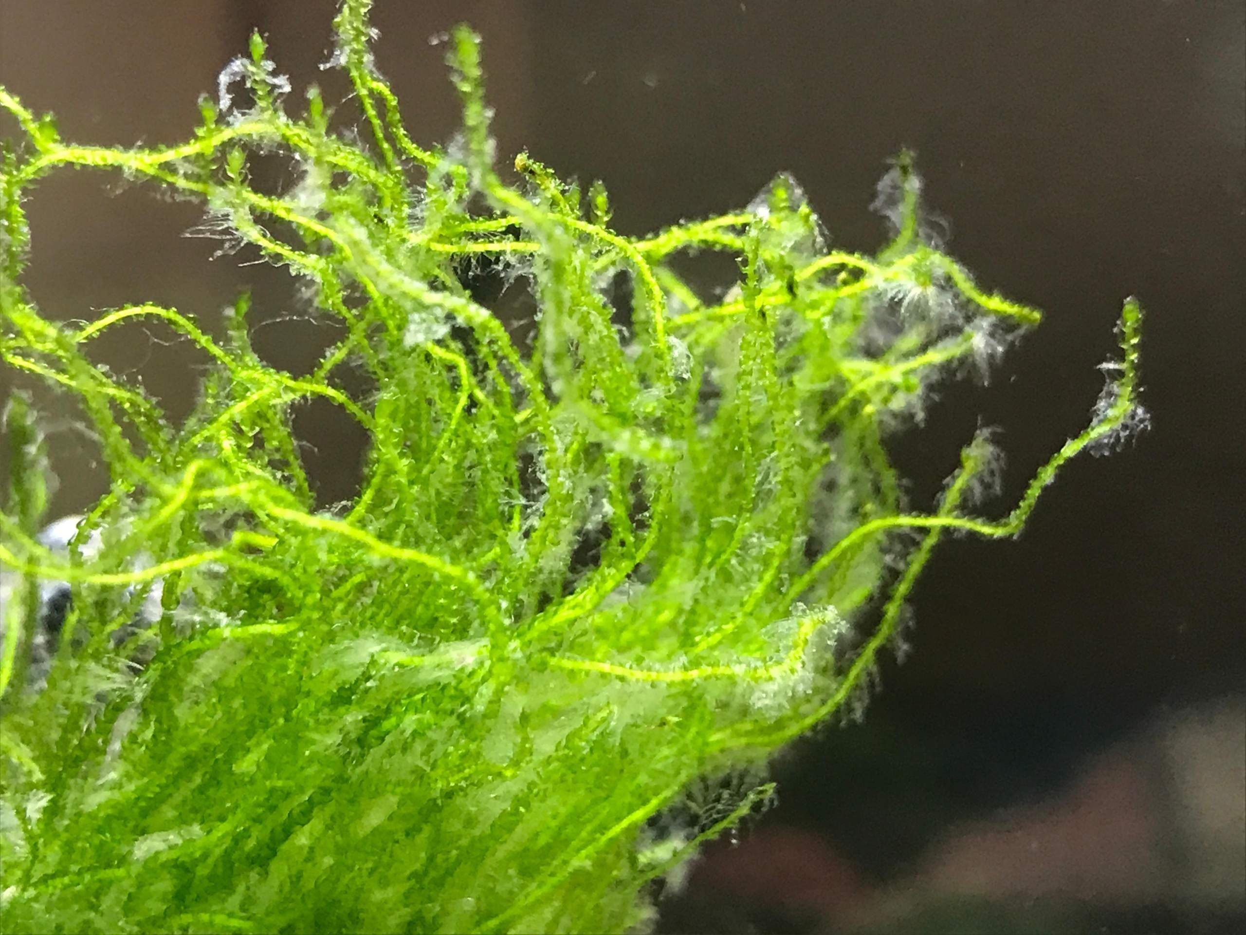Algen oder Bakterienrasen im Aquarium? (Aquaristik, Garnelen