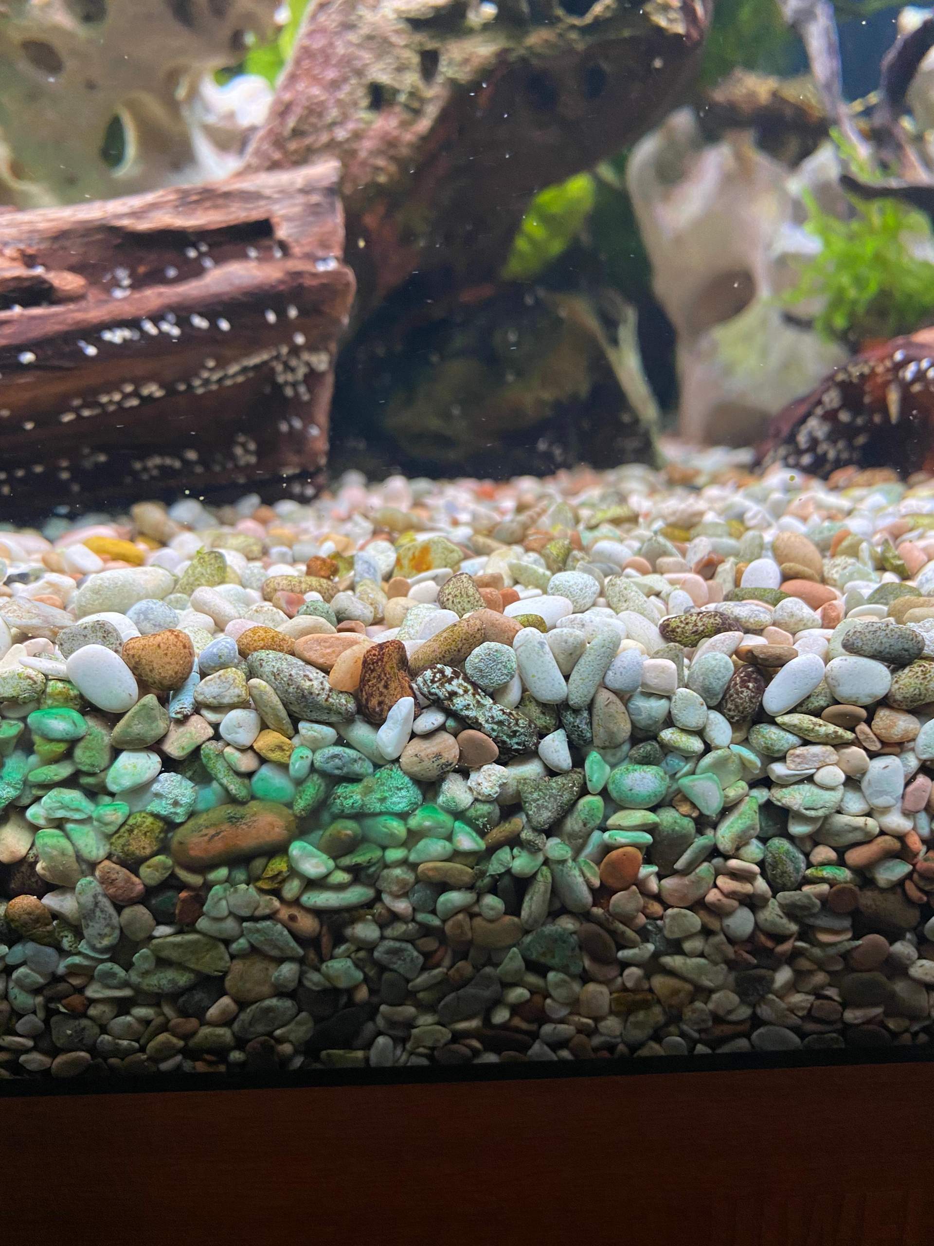 Algen zwischen Scheibe und Steinen? (Aquarium)