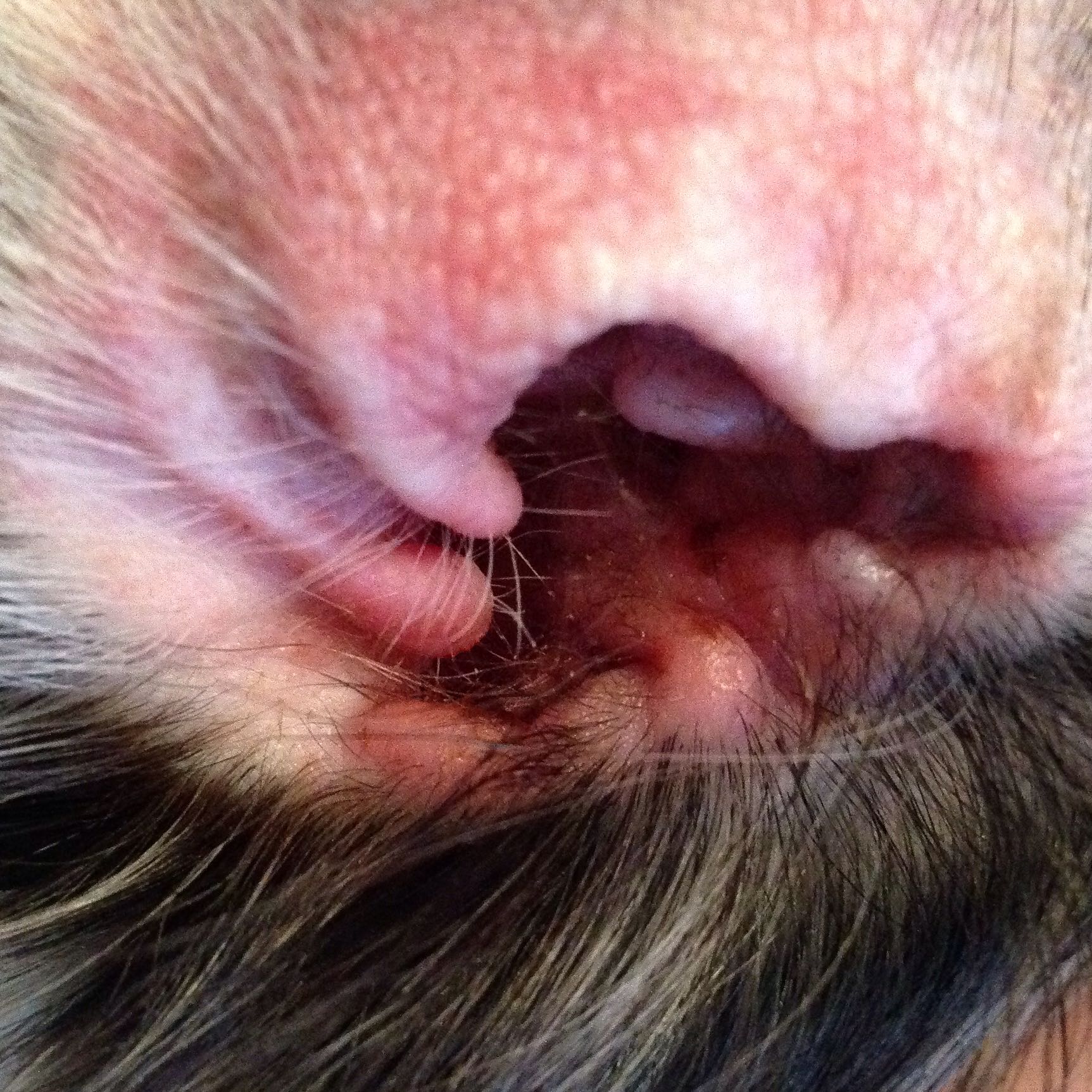 Allergie nach Futterumstellung? (Tiere, Hund, krank)
