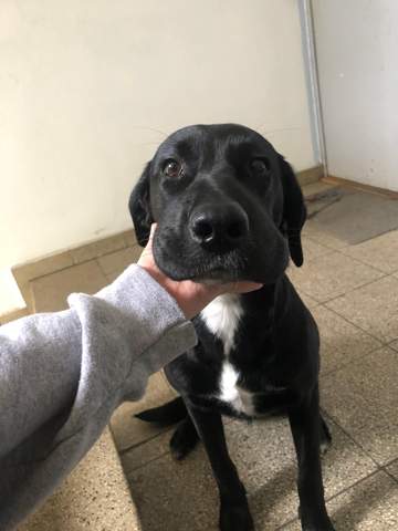 allergische reaktion der lefzen beim hund gesundheit und medizin