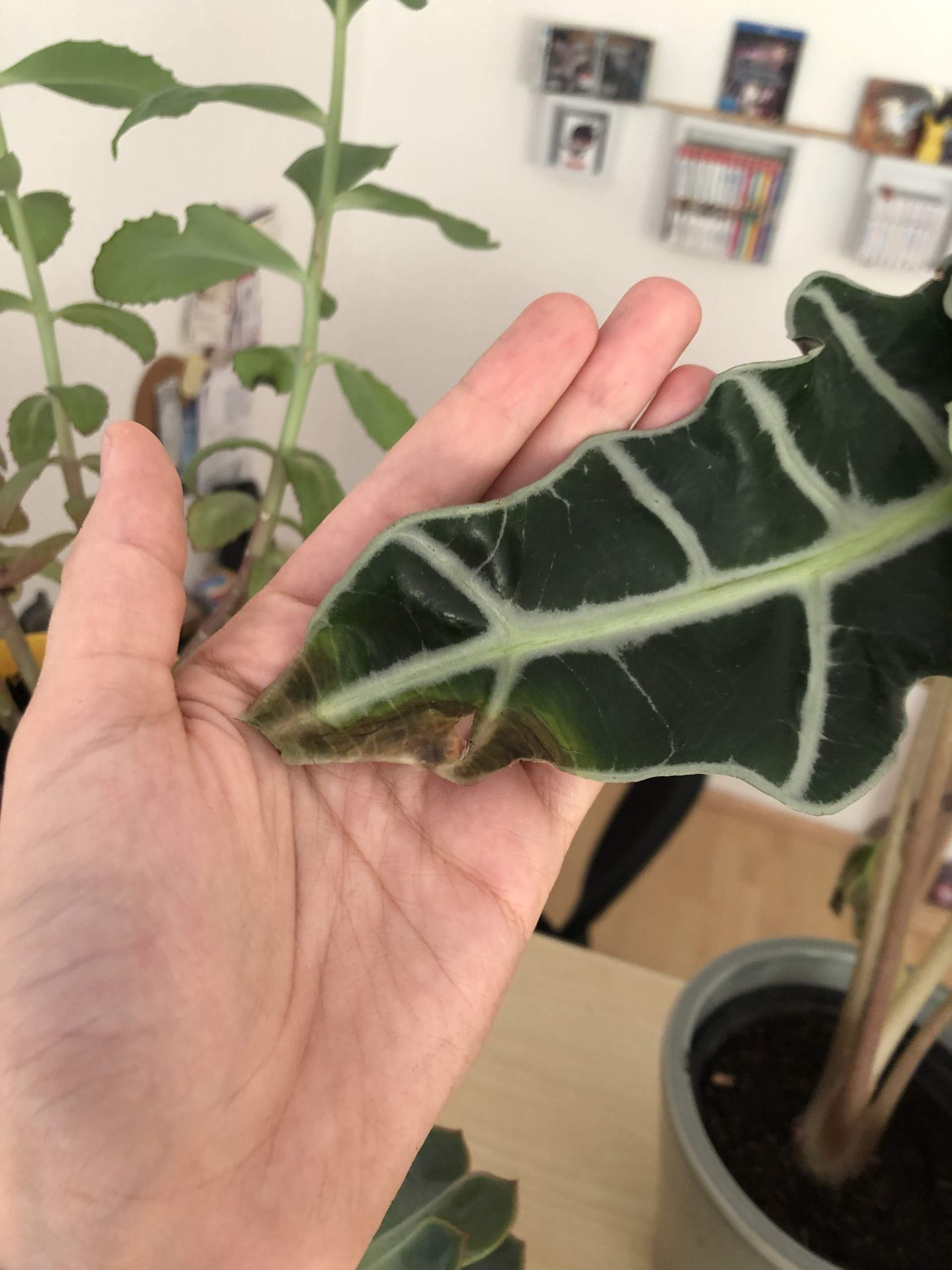 Alocasia hat braune Stellen, warum? (Giessen, Luftfeuchtigkeit)