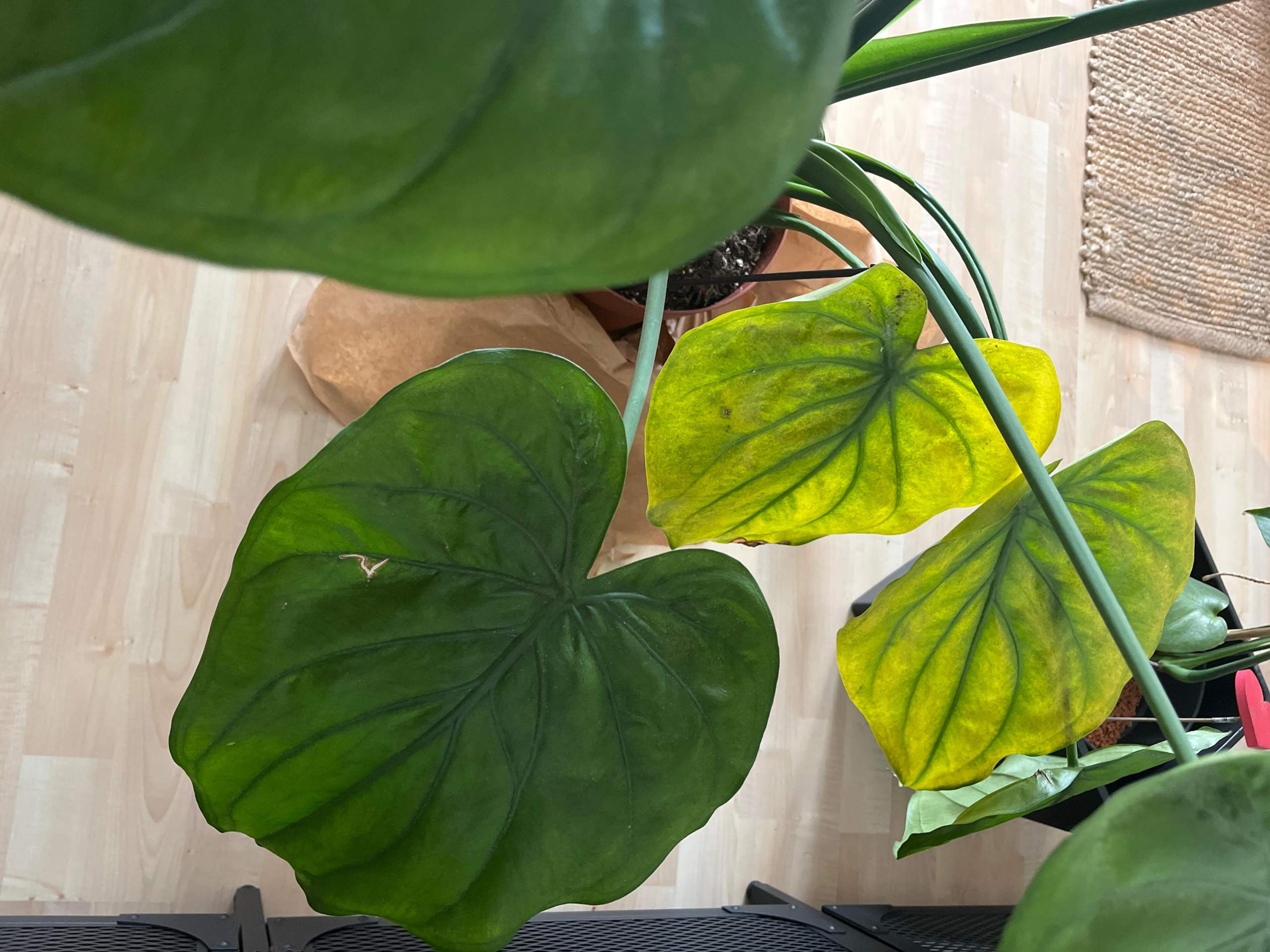 Alocasia kriegt braune Blätter? (Wasser, Flecken, Erde)