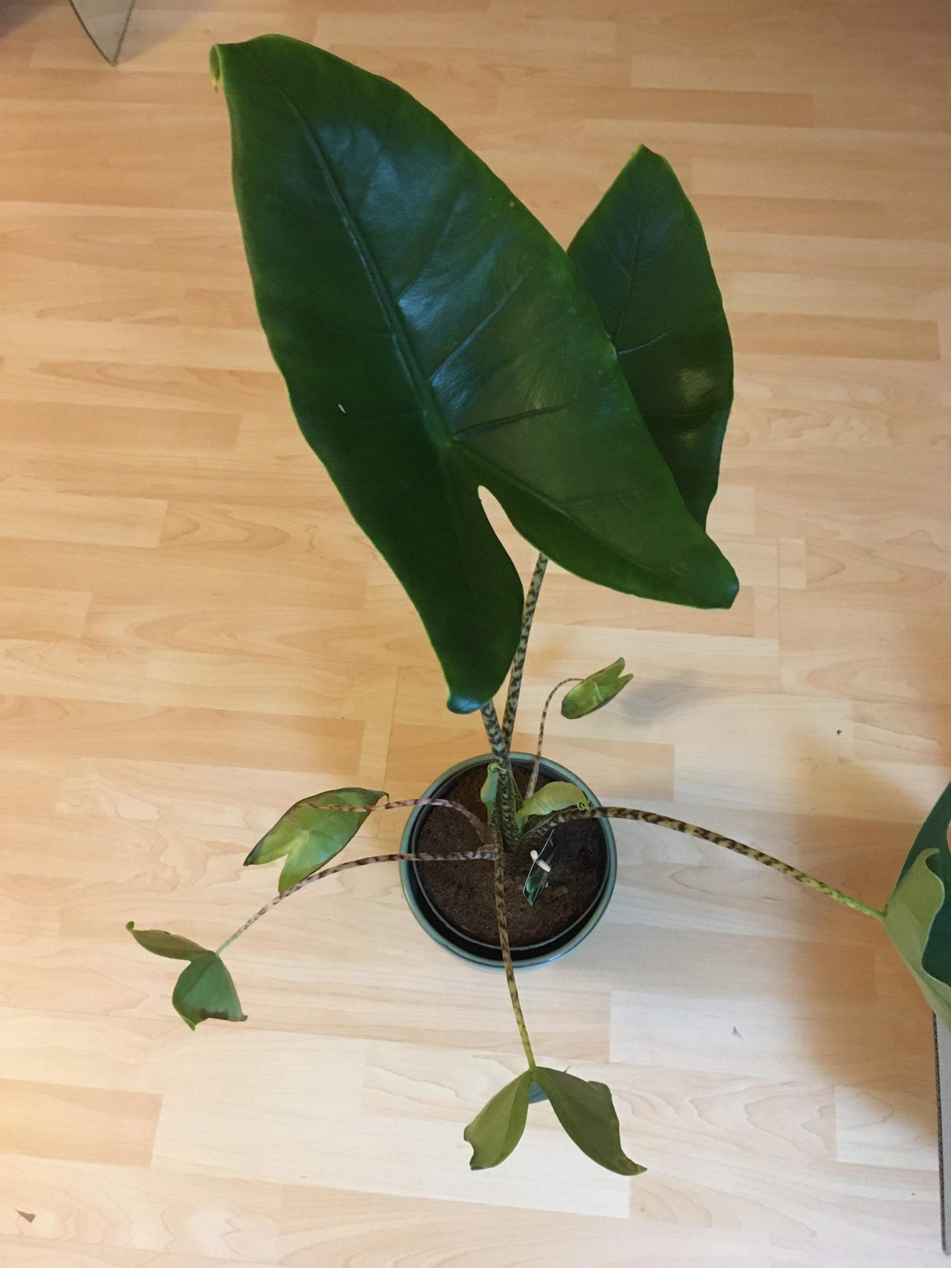 Alocasia zebrina braune Bltterrnder? (Flecken, Pflanzenpflege, Schdlinge)