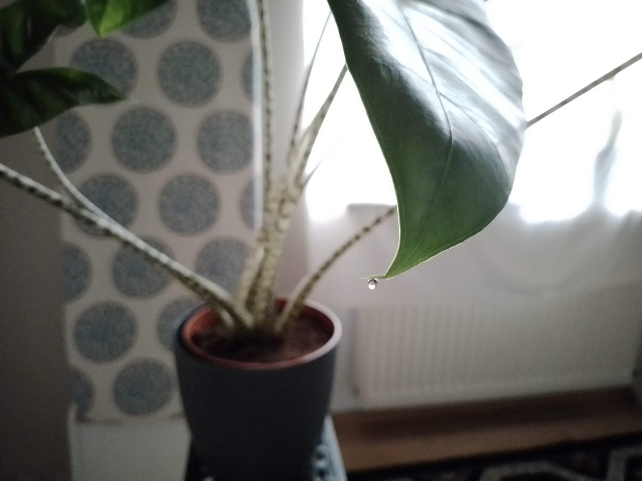 Alocasia Zebrina tropft? (Pflege, Pflanzen, Garten)