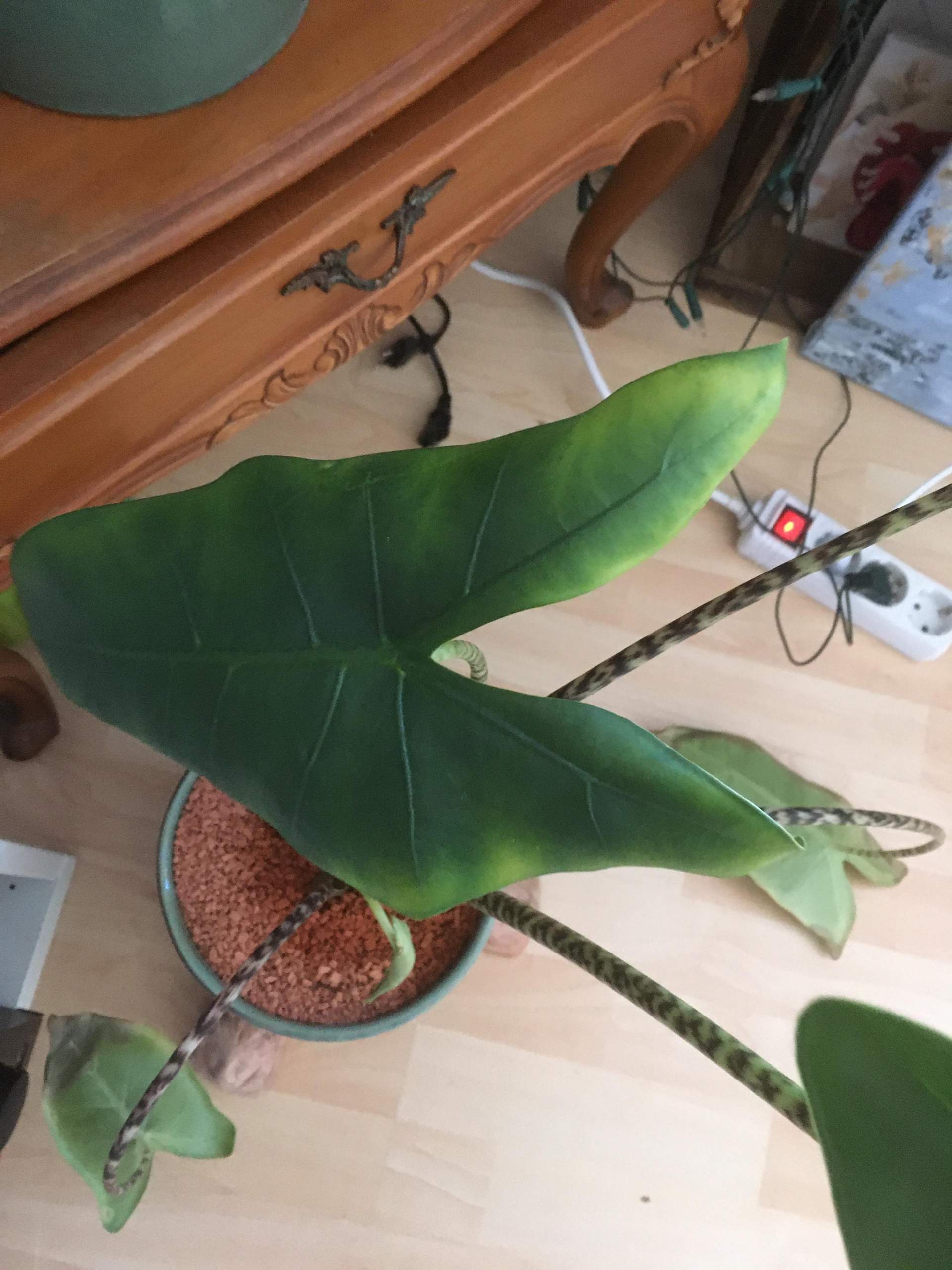 Alocasia zebrina nach Umtopfen in Substrat hängende gelbe Blätter