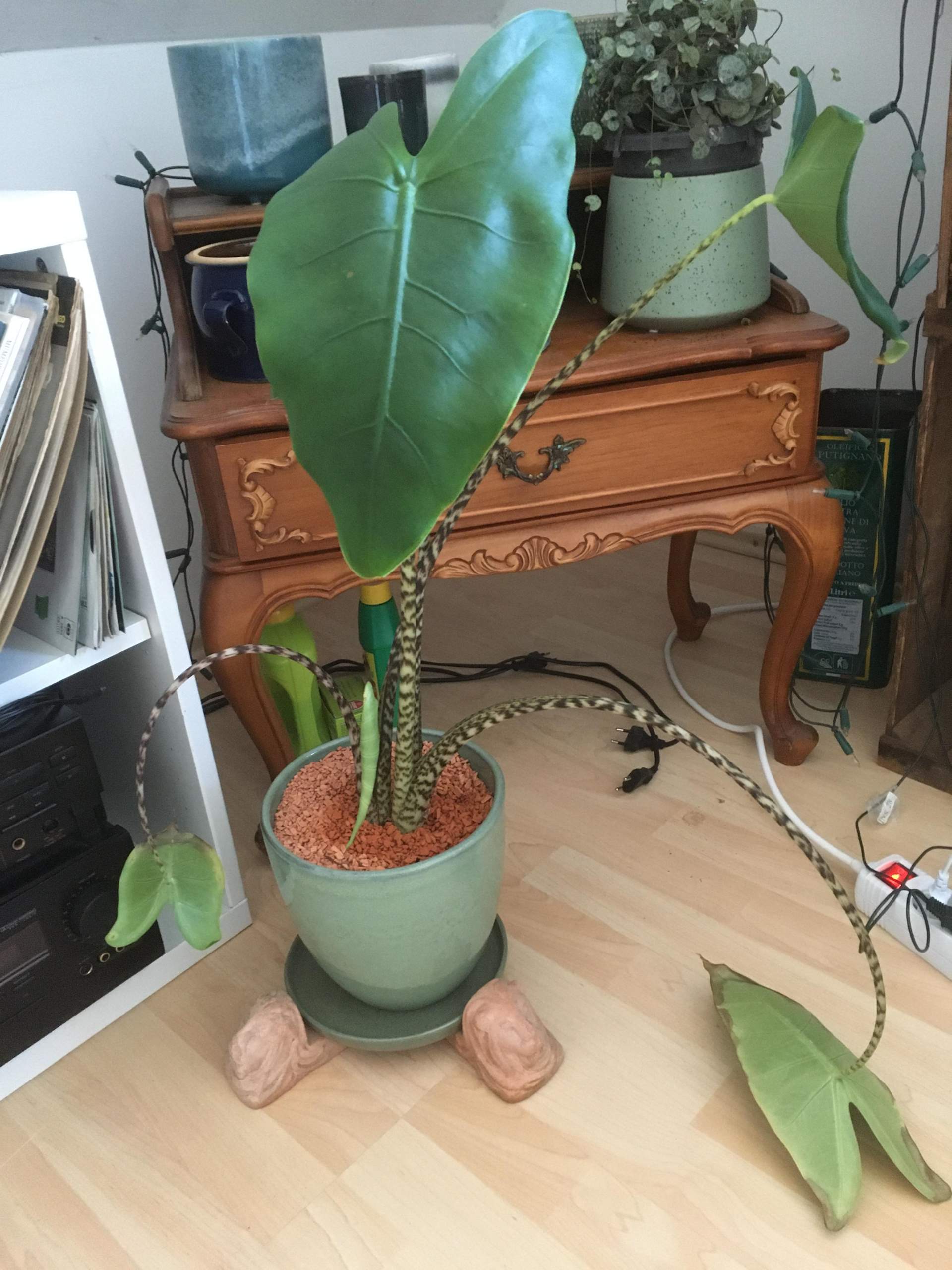 Alocasia zebrina nach Umtopfen in Substrat hängende gelbe Blätter