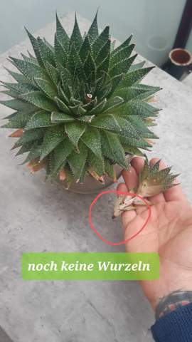 Aloe Aristata  Steckling/ neuer Trieb richtig einpflanzen?