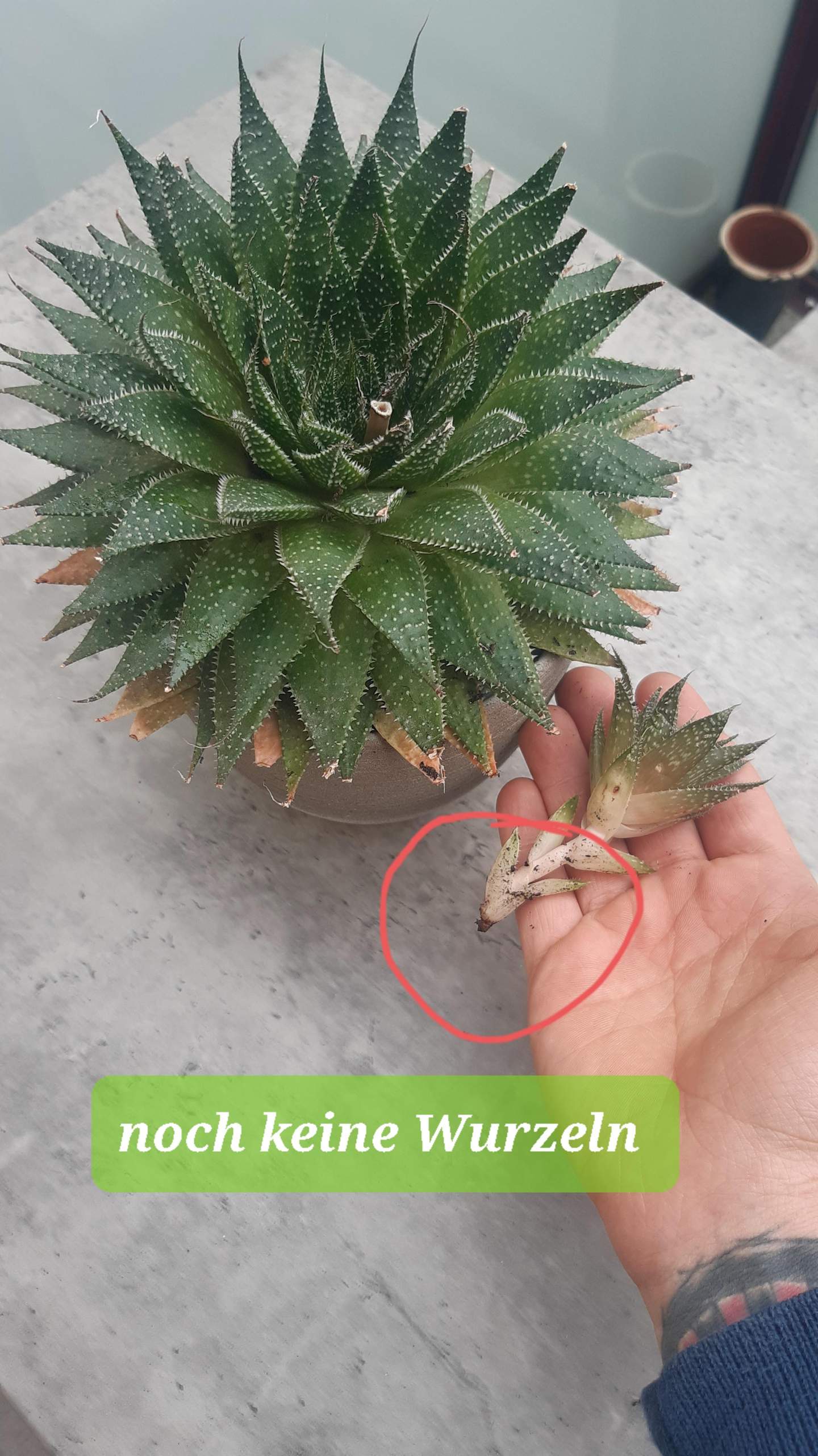 Aloe Aristata Steckling/ neuer Trieb richtig einpflanzen? (Erde, Blumen,  Pflanzenpflege)