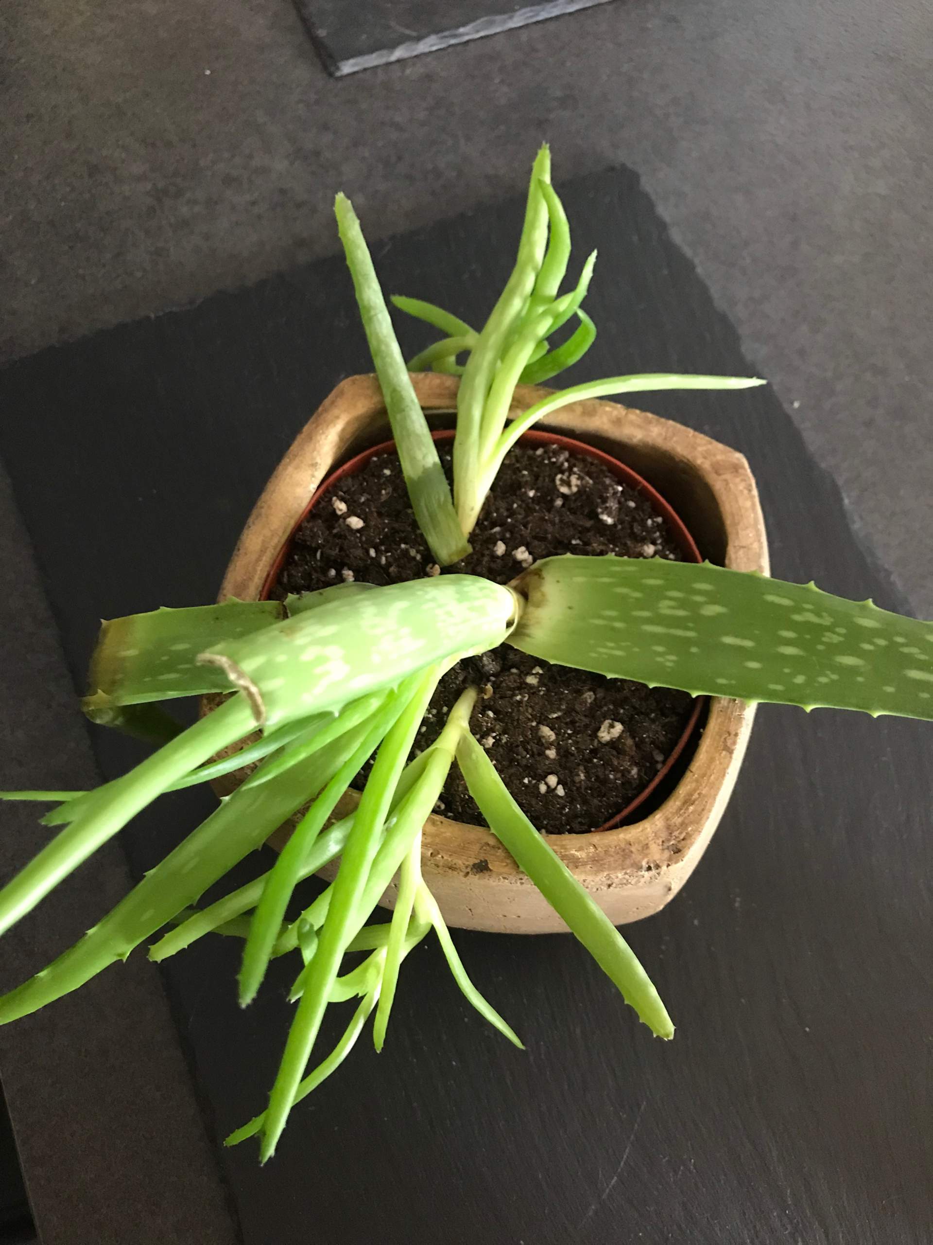 Aloe mit matschigen Blttern noch zu retten? (Pflanzen)
