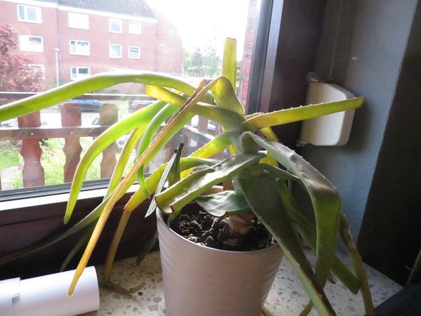 Aloe Vera Tot Pflanzen Garten Pflege