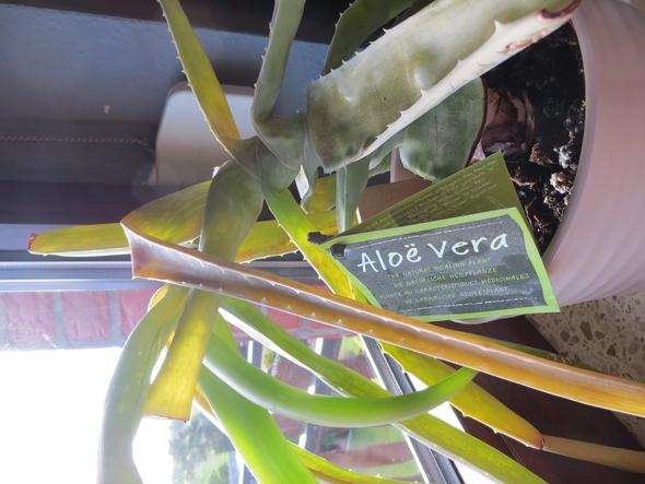 Aloe - (Pflege, Pflanzen, Garten)