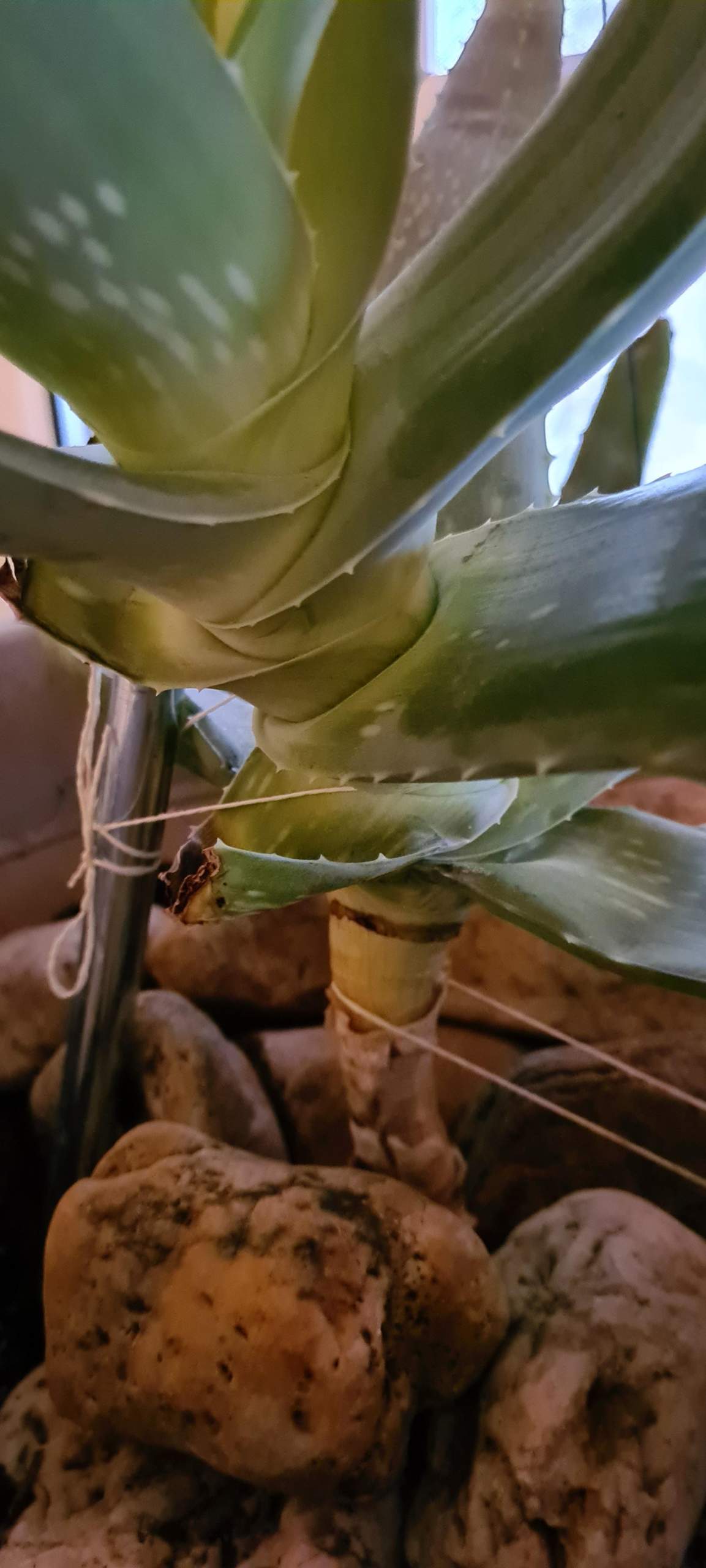 Aloe Vera - zu dnne Wurzel/Stngel? (Pflanzenpflege, Zimmerpflanzen)