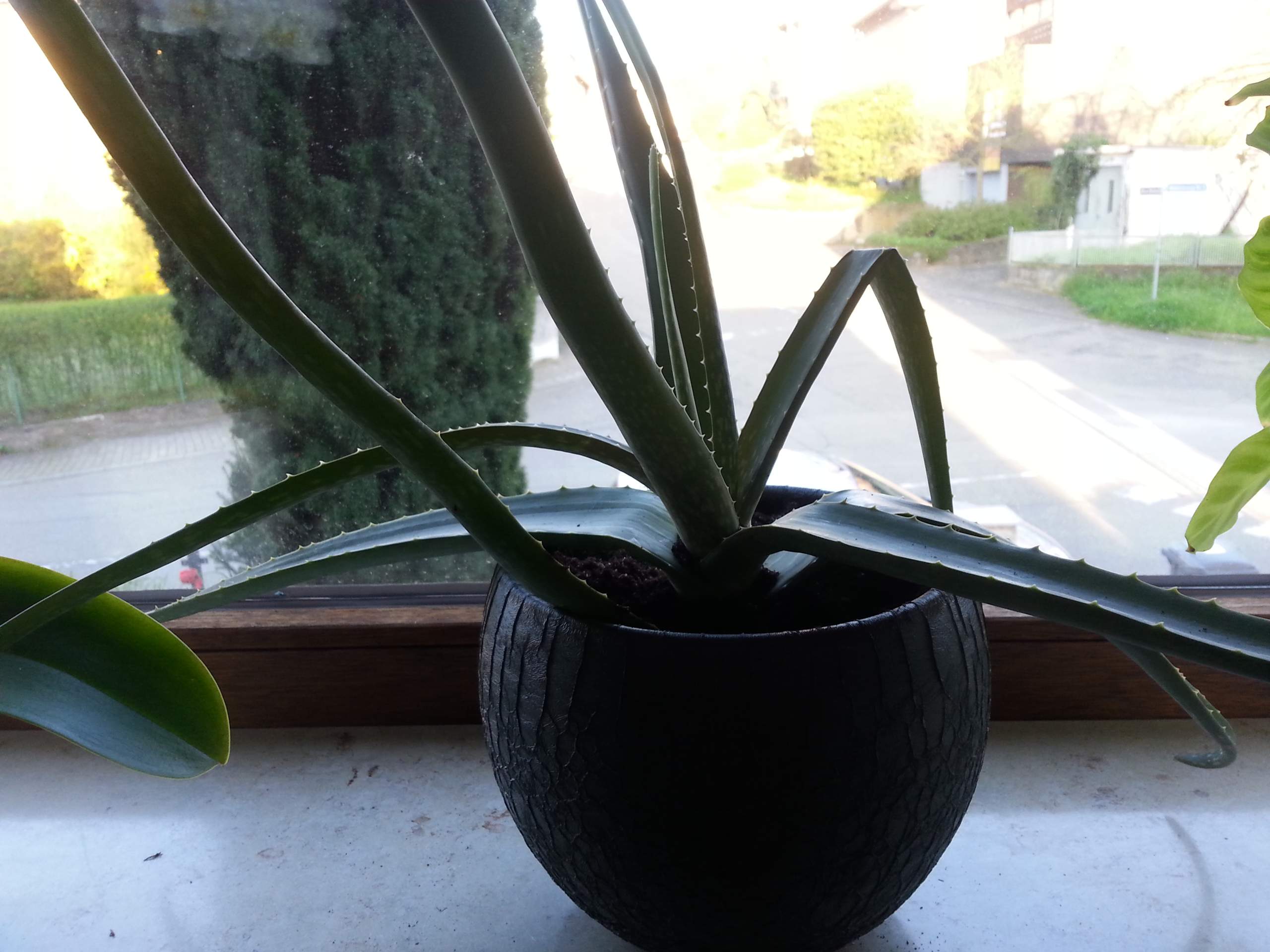 body gel aloe vera Aloe Vera Shower Gel main image 1