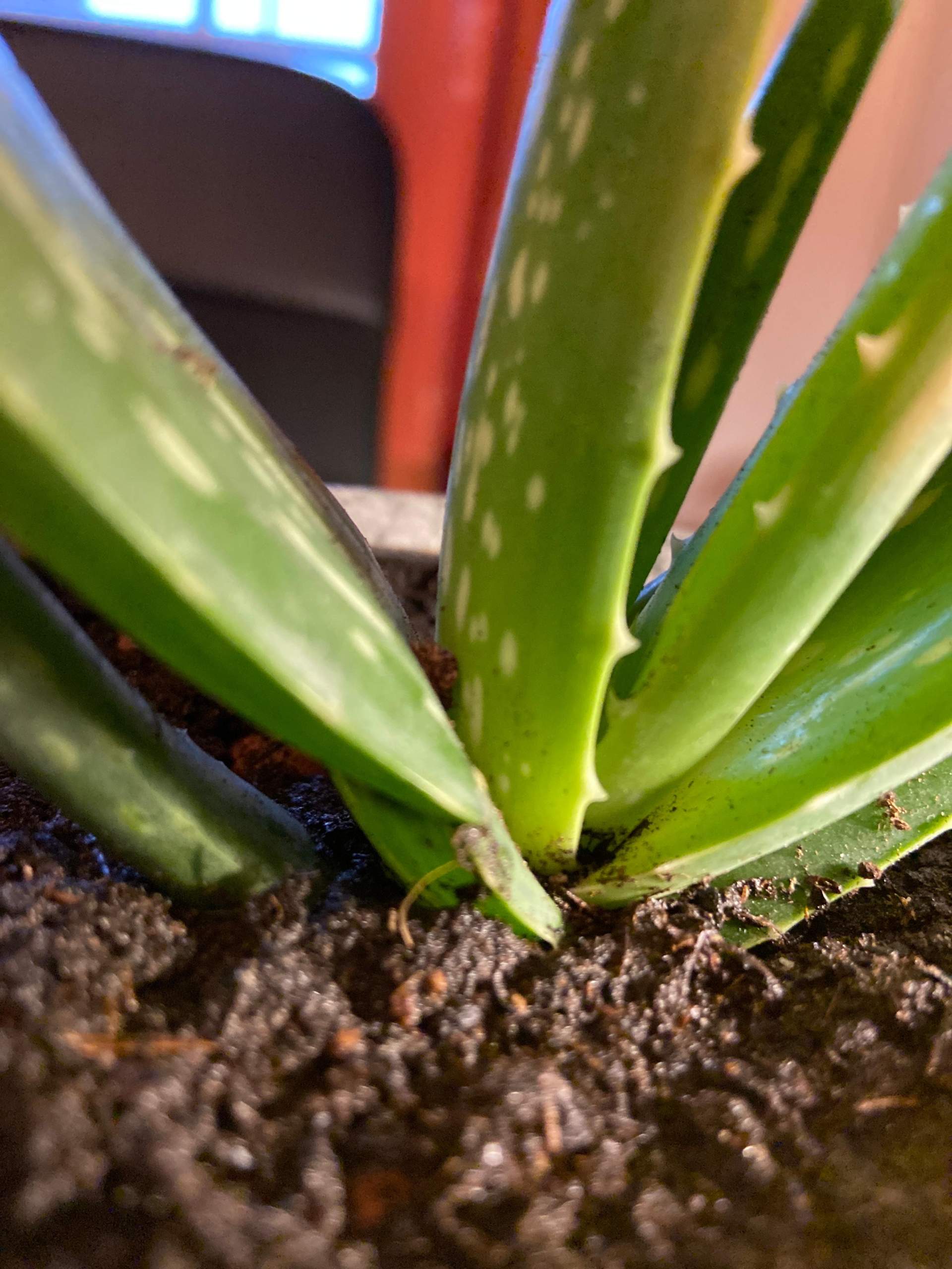 bee beauty aloe vera gel Beauty Gel
