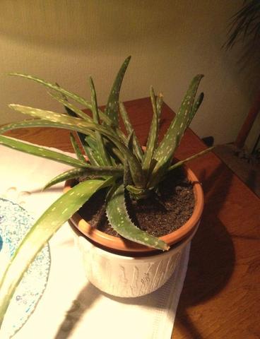 Aloe Vera 1 - (Pflanzen, Pflanzenpflege, Aloe Vera)