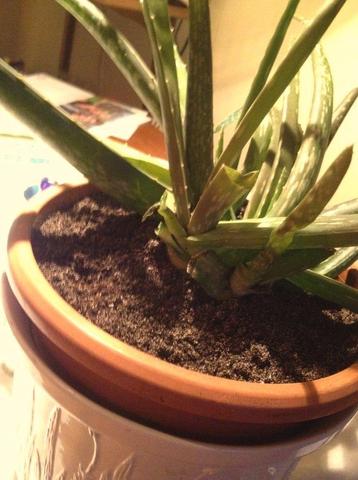 Aloe Vera 2 - (Pflanzen, Pflanzenpflege, Aloe Vera)