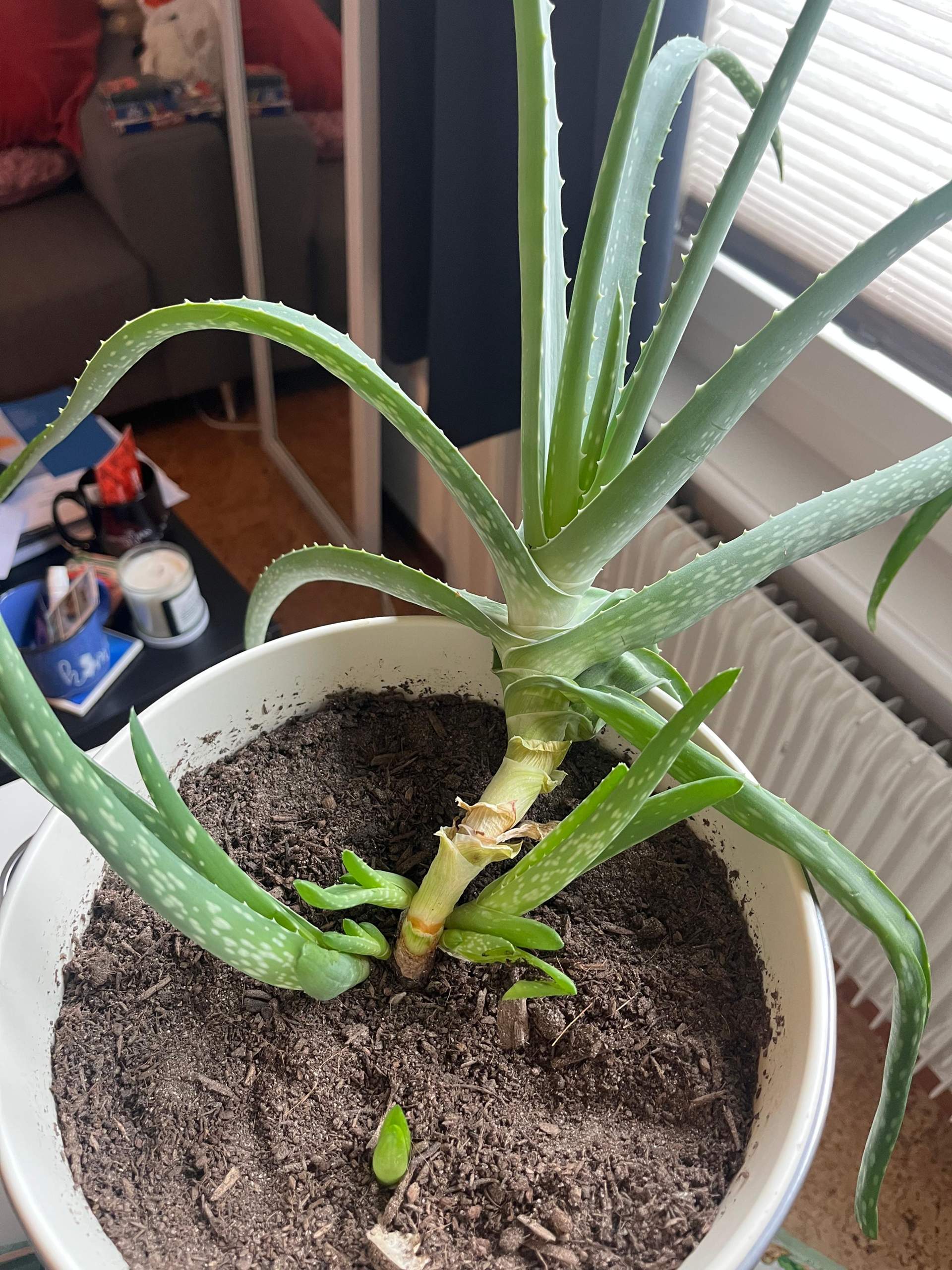 aloe vera dried Dried Aloe Vera Chunks