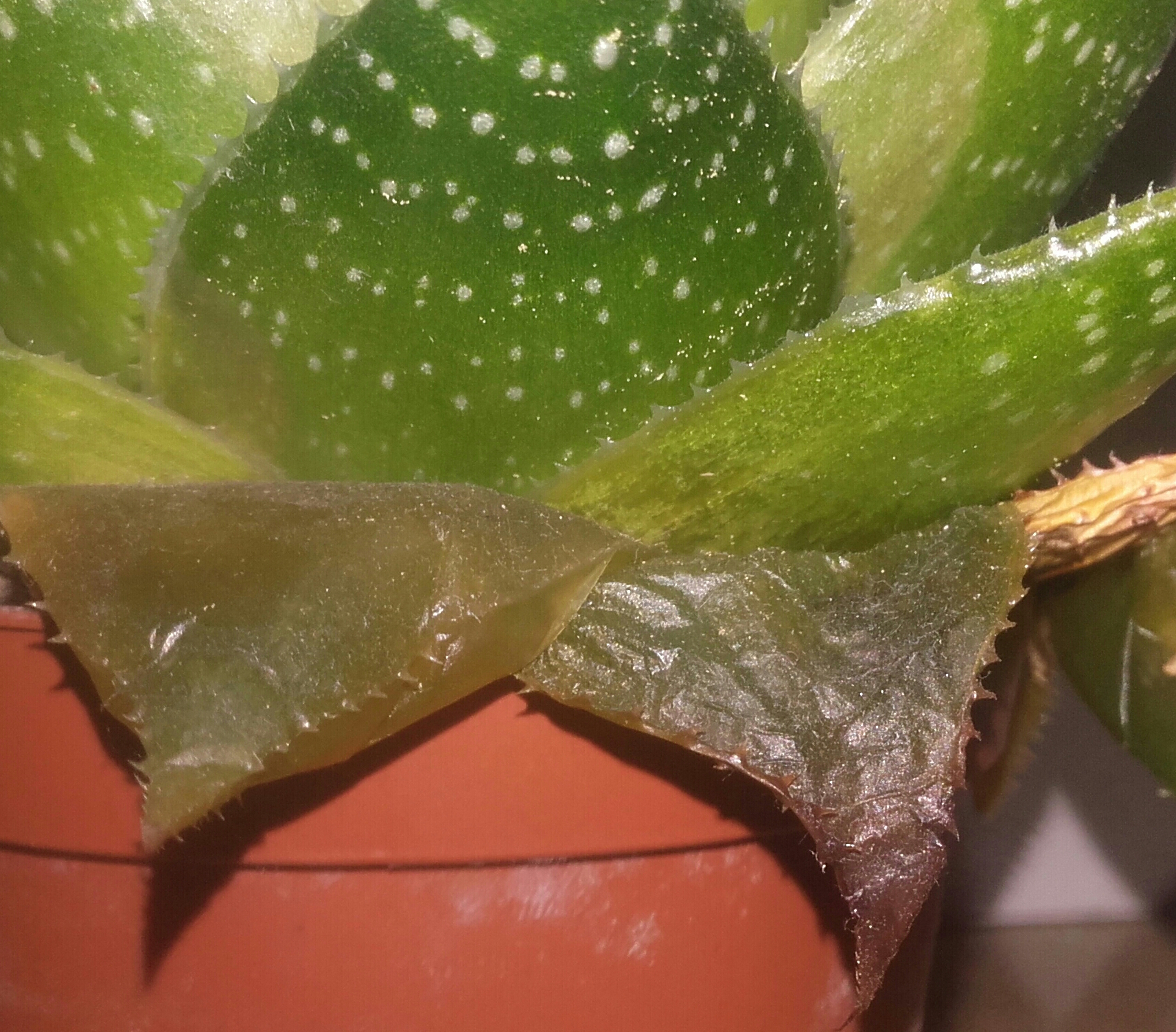 Aloe Vera Kaktus zu oft gegossen, was nun? (Pflanzen, Pflege, AloeVera)