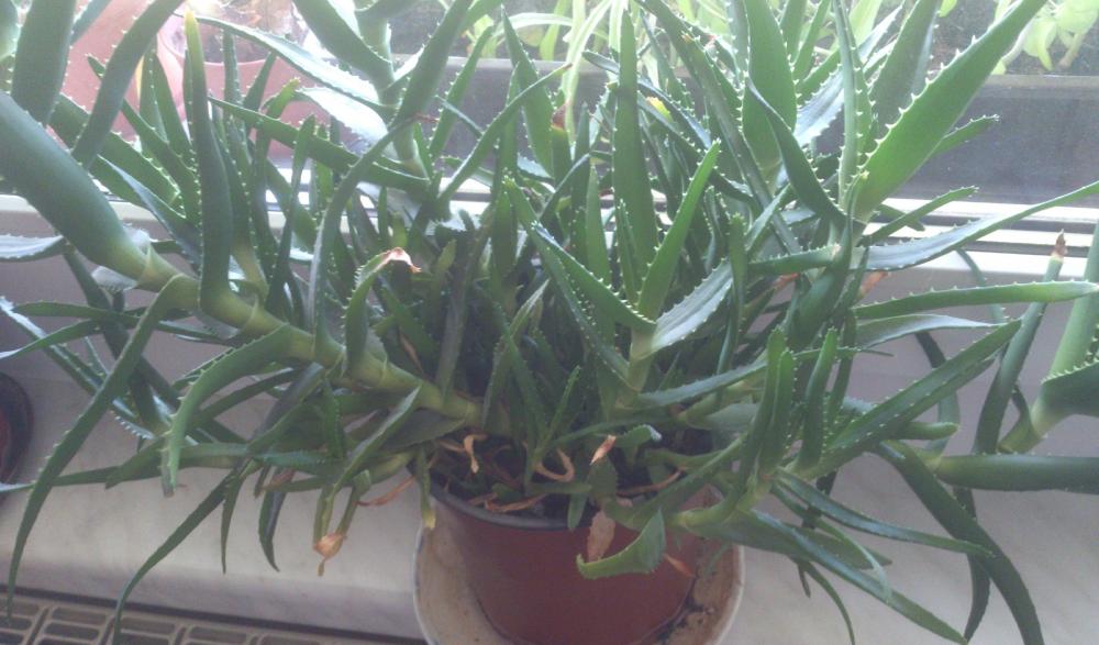 Aloe Vera Pflanze - Absenker umpflanzen (Pflanzen, Pflege 
