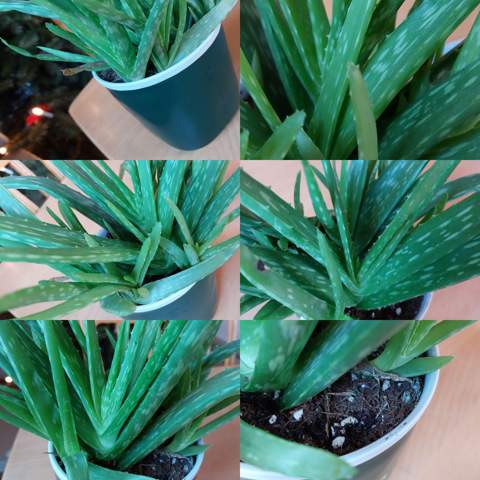 Aloe Vera Pflanze?