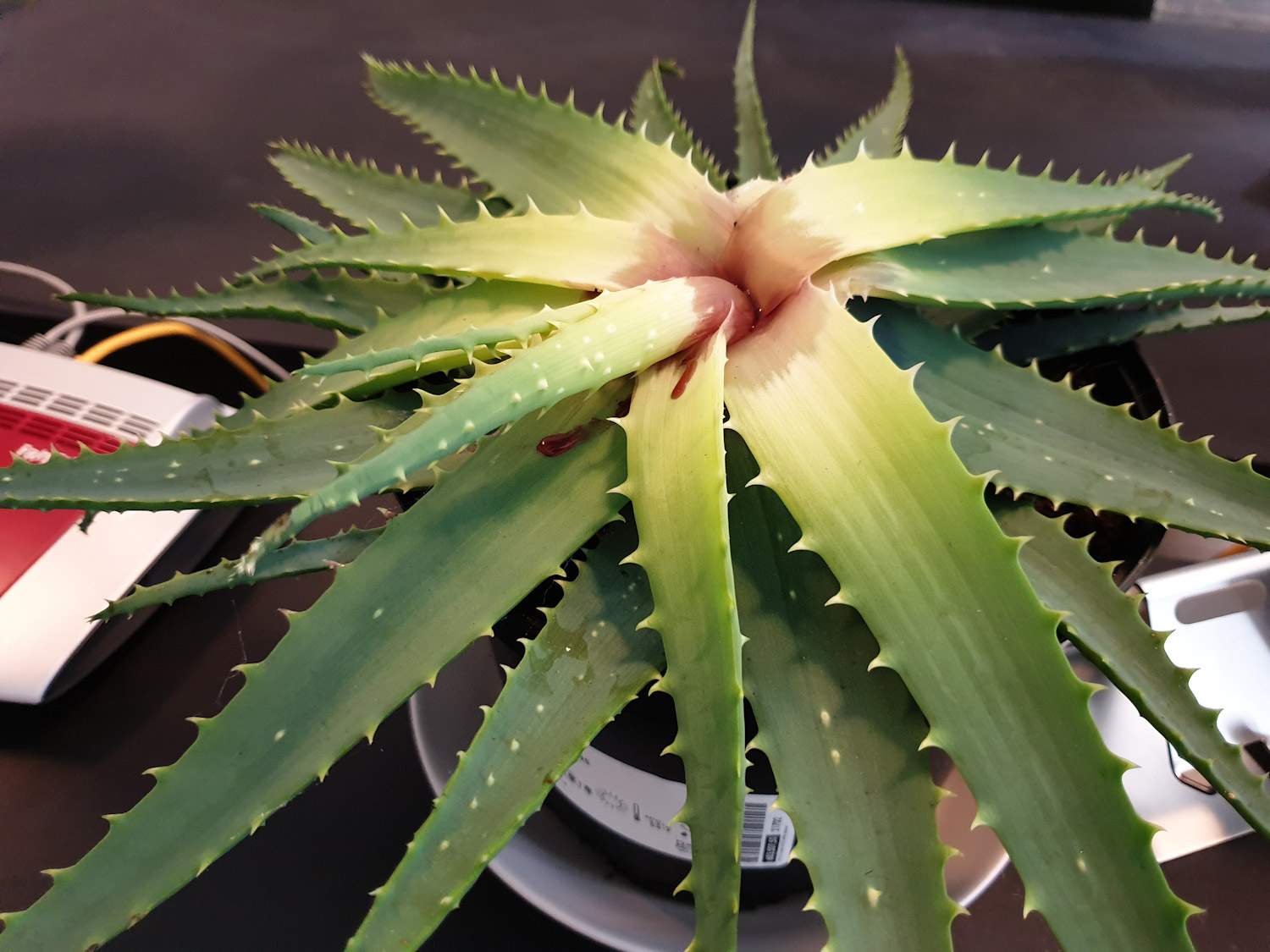 Aloe-Vera Pflanze blutet? Kann ich die retten? (Pflanzenpflege, Aloe Vera)
