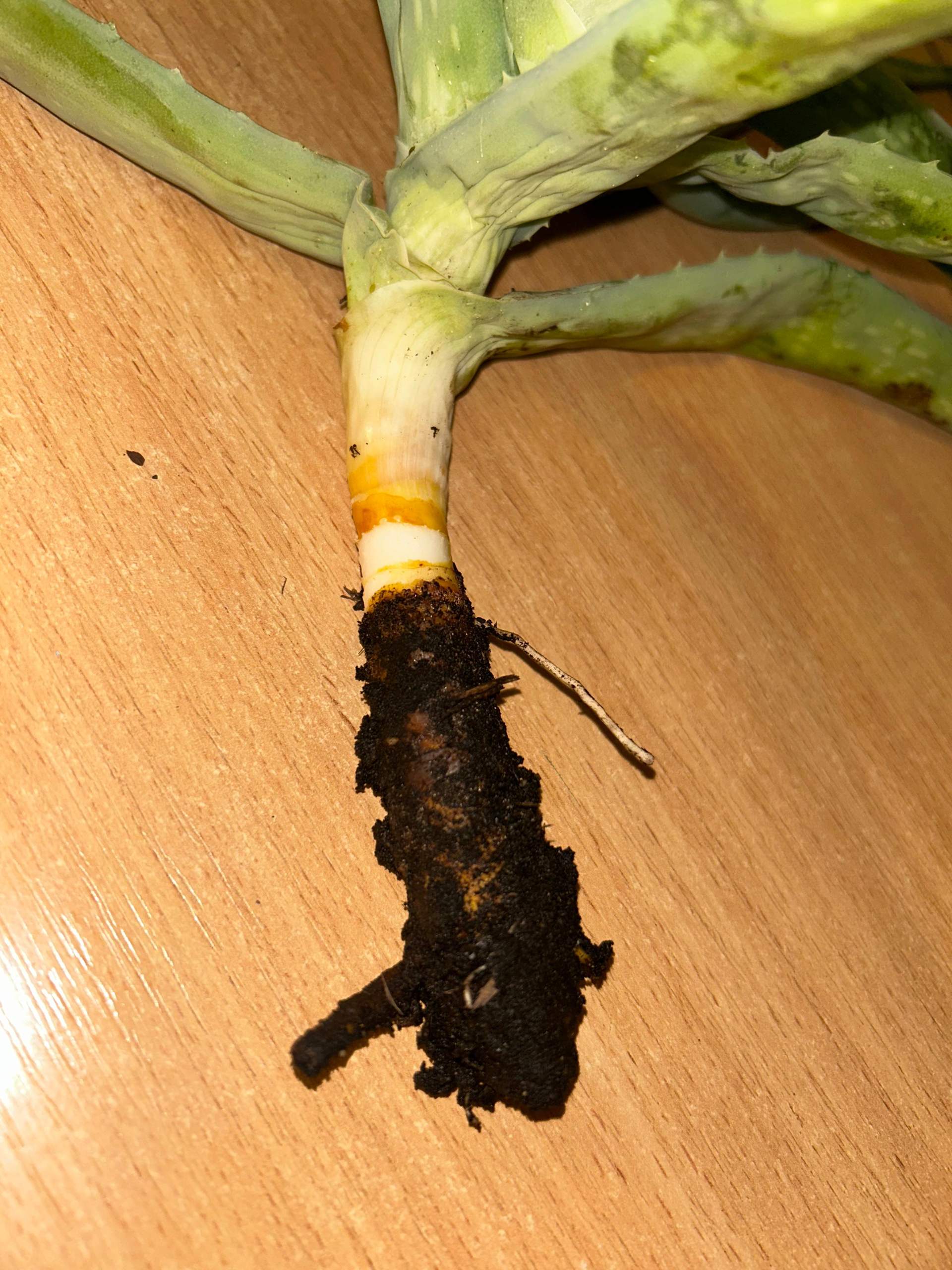 Aloe Vera Pflanze hat in manchen Blttern wenig Fruchtfleisch? (Wasser,  Erde, Blumen)