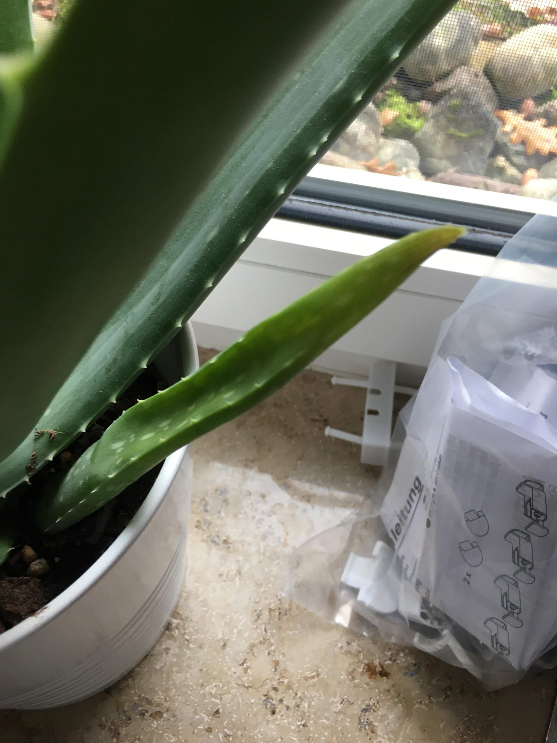 Aloe vera Pflanze hat leere Bltter? (Pflanzen, Garten, Pflanzenpflege)