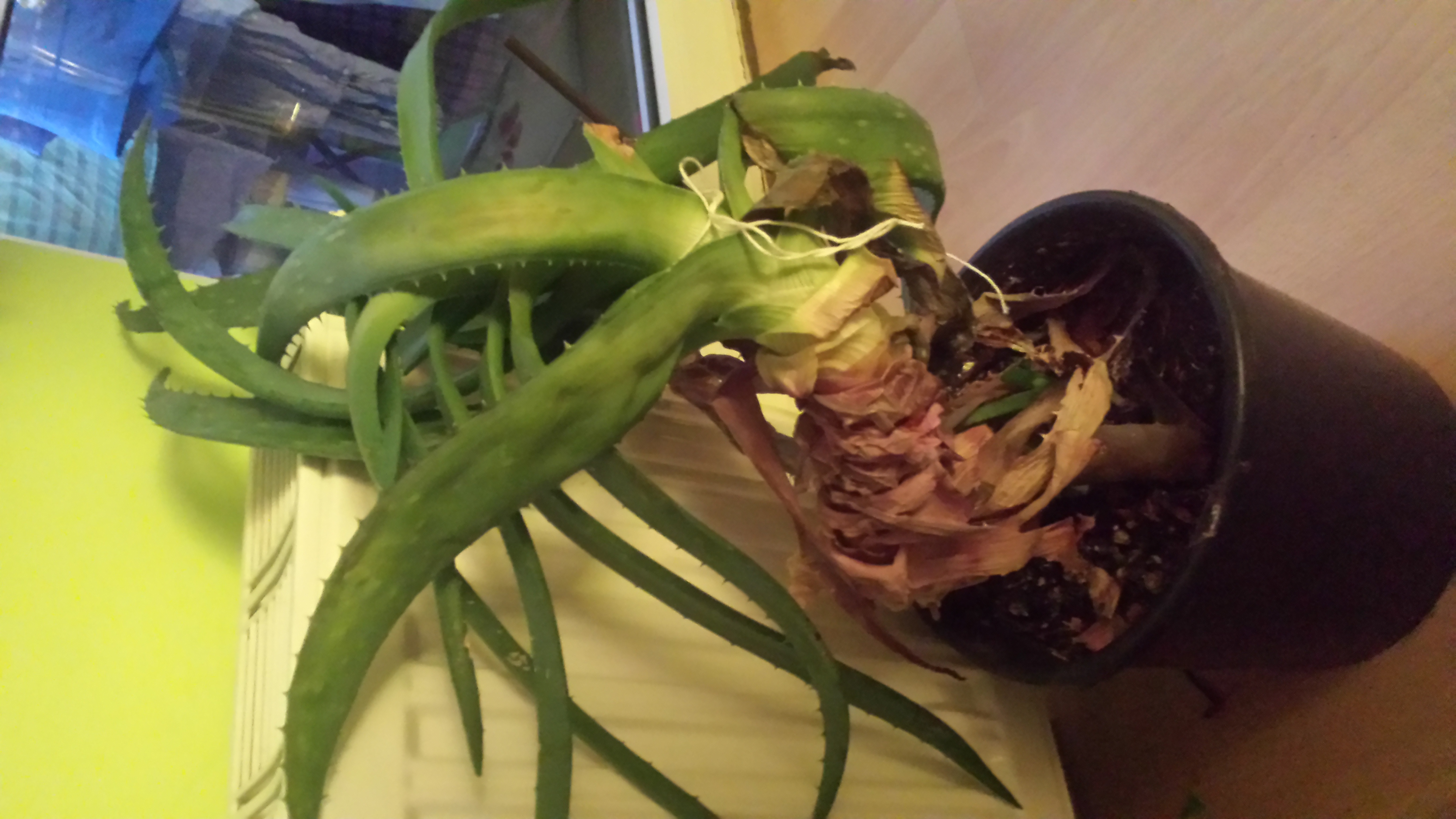 Did I Kill My Aloe Vera Plant Better Homes  Gardens