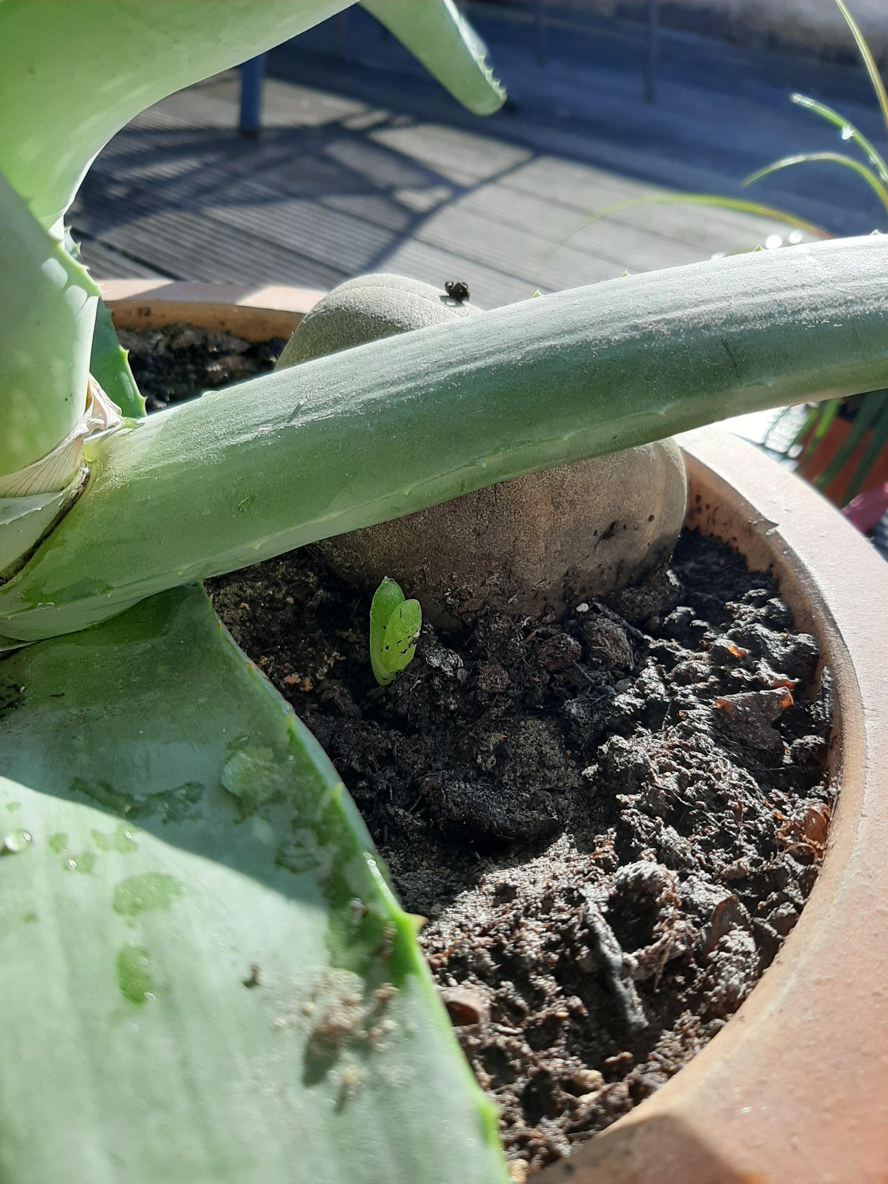 Aloe Vera Pflanze umtopfen? (Pflanzen, Pflanzenpflege ...