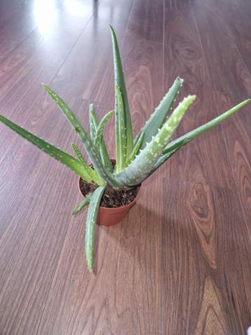 Aloe Vera Pflanze umtopfen/schneiden?