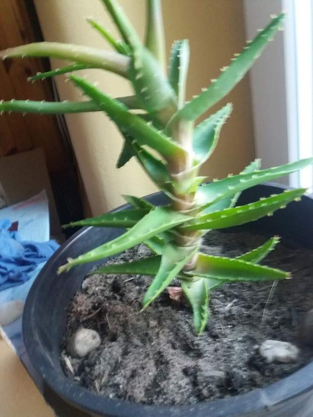 what are the benefits of drinking aloe vera juice Aloe Vera Juice main image 0