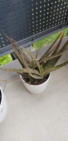 Aloe Vera Sieht Nicht Gut Aus Wieso Pflanzen Garten Pflanzenpflege