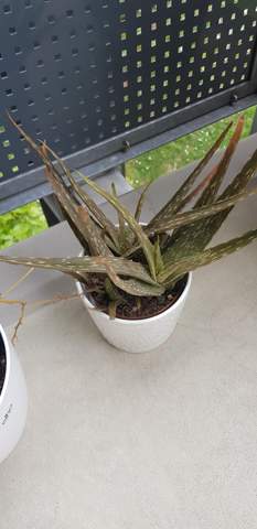 Aloe Vera Pflanze Anwendung Topf Zimmerpflanze Zuchten Pflanzen Aloe Pflanze Aloe Vera Pflanze