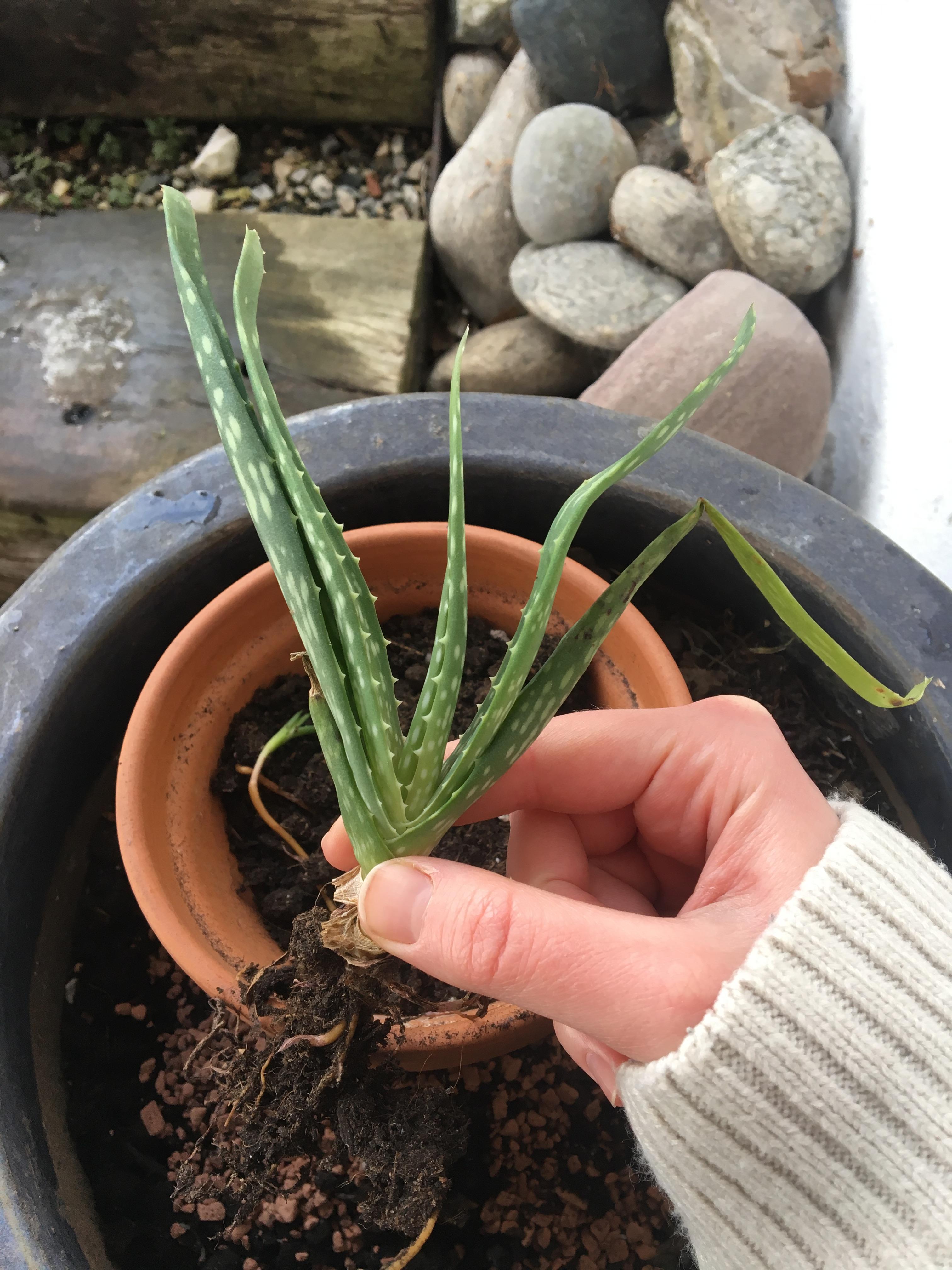 Aloe Vera Wurzeln vertrocknet oder gefault? (Computer, Pflanzen, Aloe-Vera)