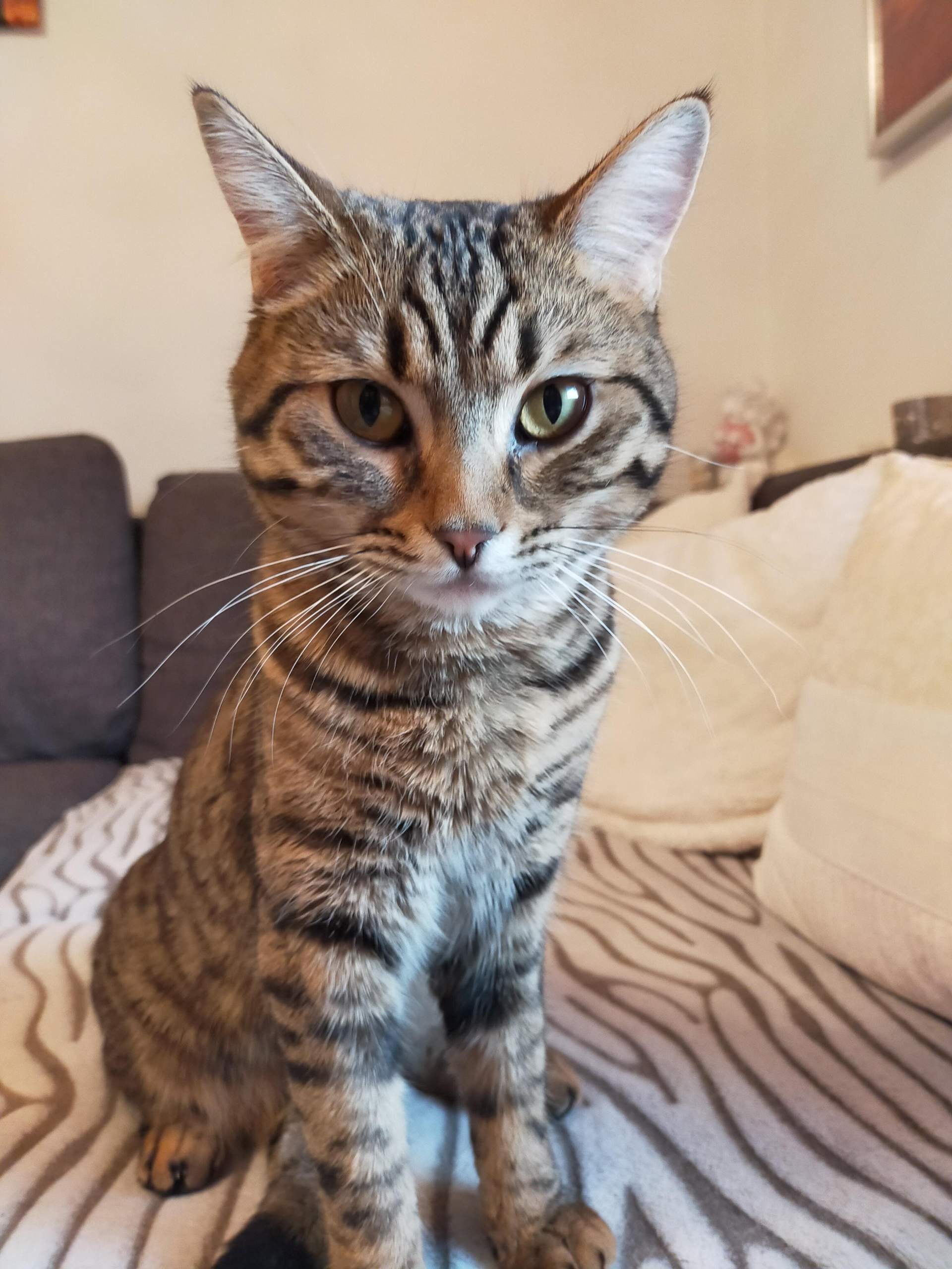Als BKH verkauft! Rasse? Bengalen mix? (Tiere, Katze, Haustiere)