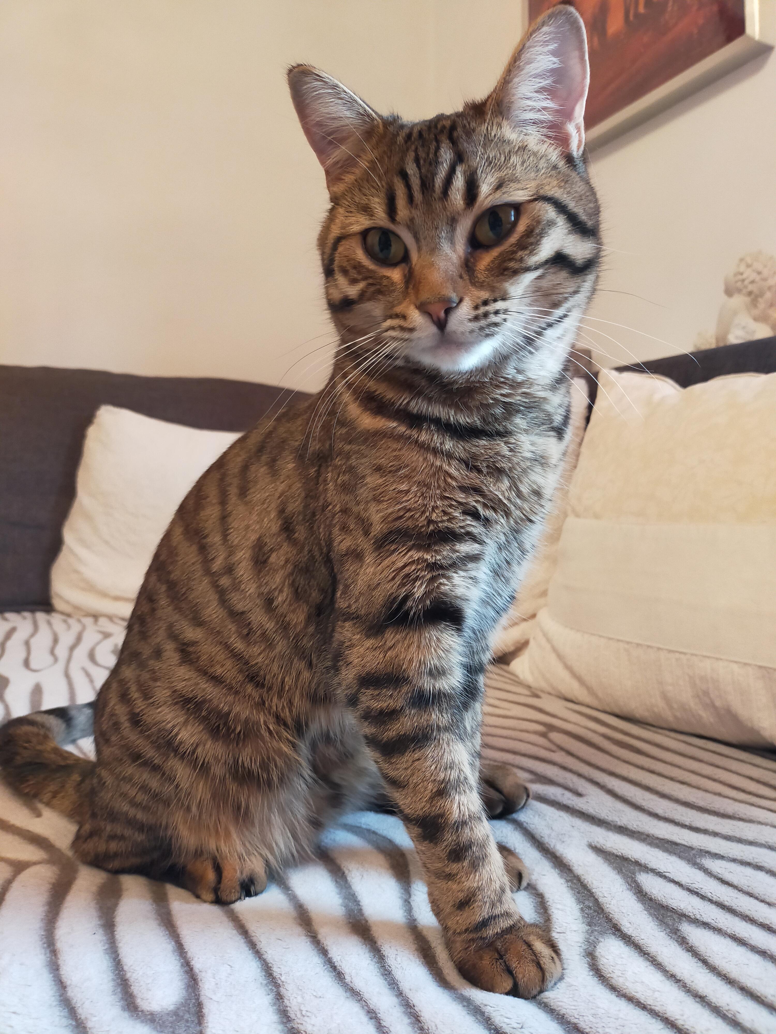Als BKH verkauft! Rasse? Bengalen mix? (Tiere, Katze, Haustiere)