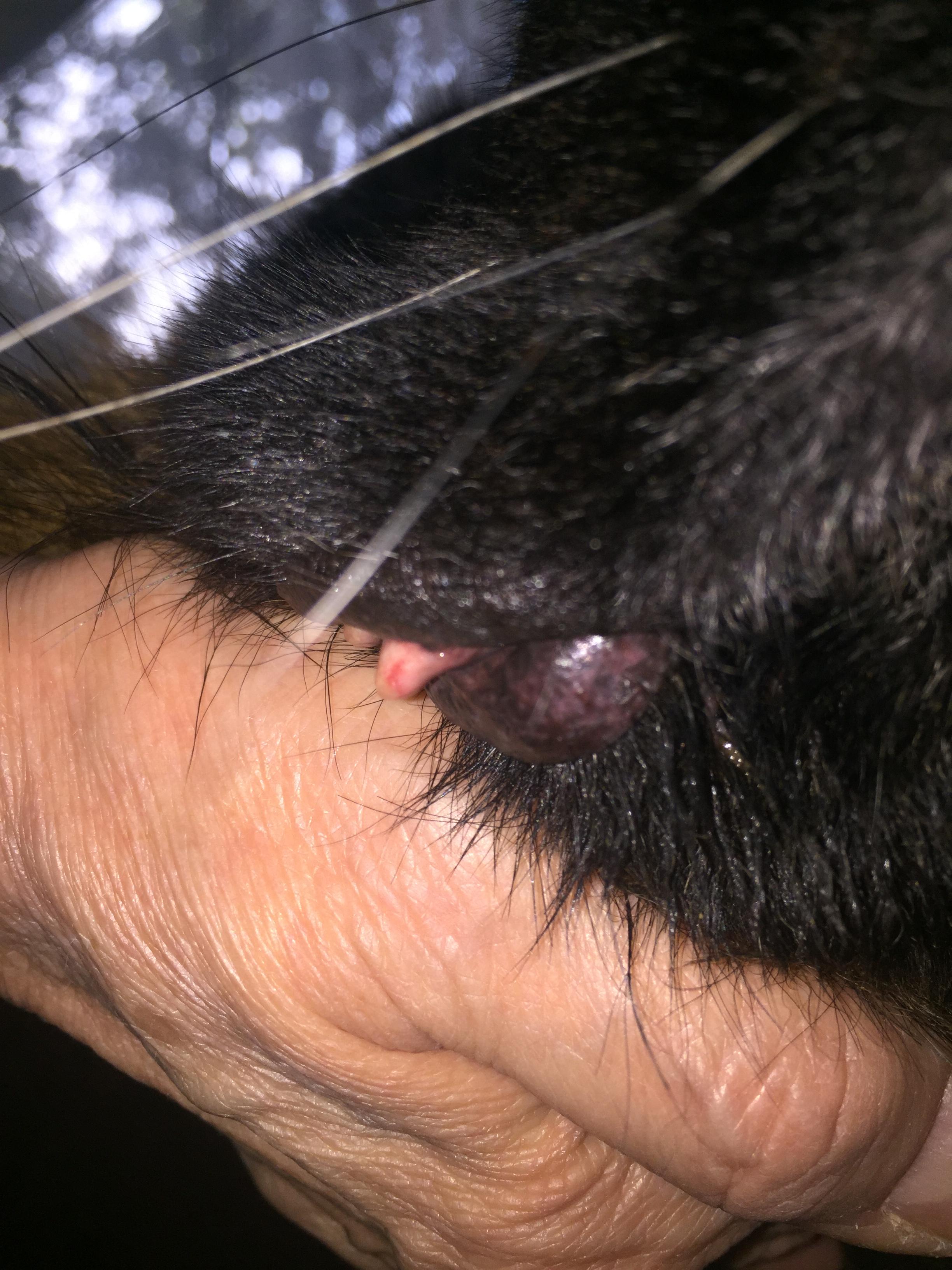 altdeutscher schaferhund hat rote punkte an den lefzen gesundheit und medizin gesundheit hund