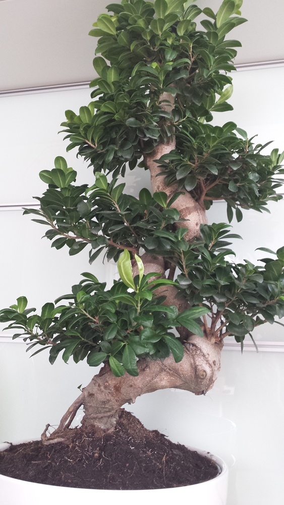 Alter Bonsai Ginseng Alter Bonsai Ginseng