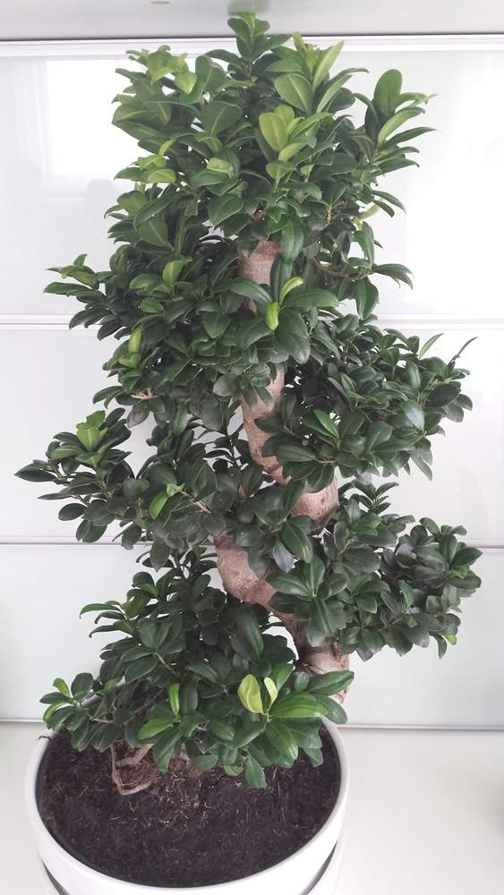 Alter Bonsai Ginseng