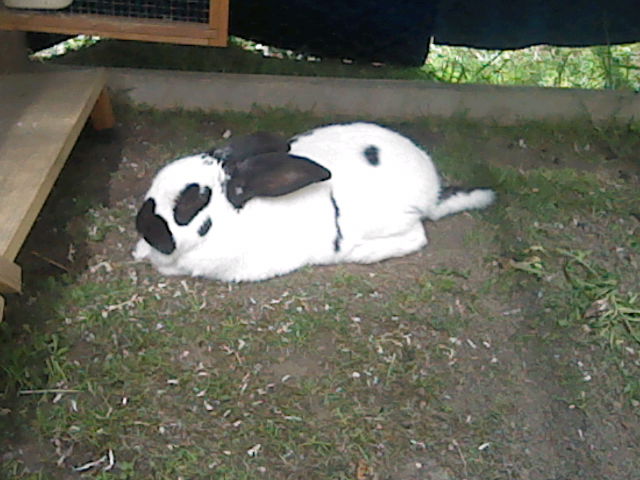 Alter Der Deutsche Riesenschecken Kaninchen